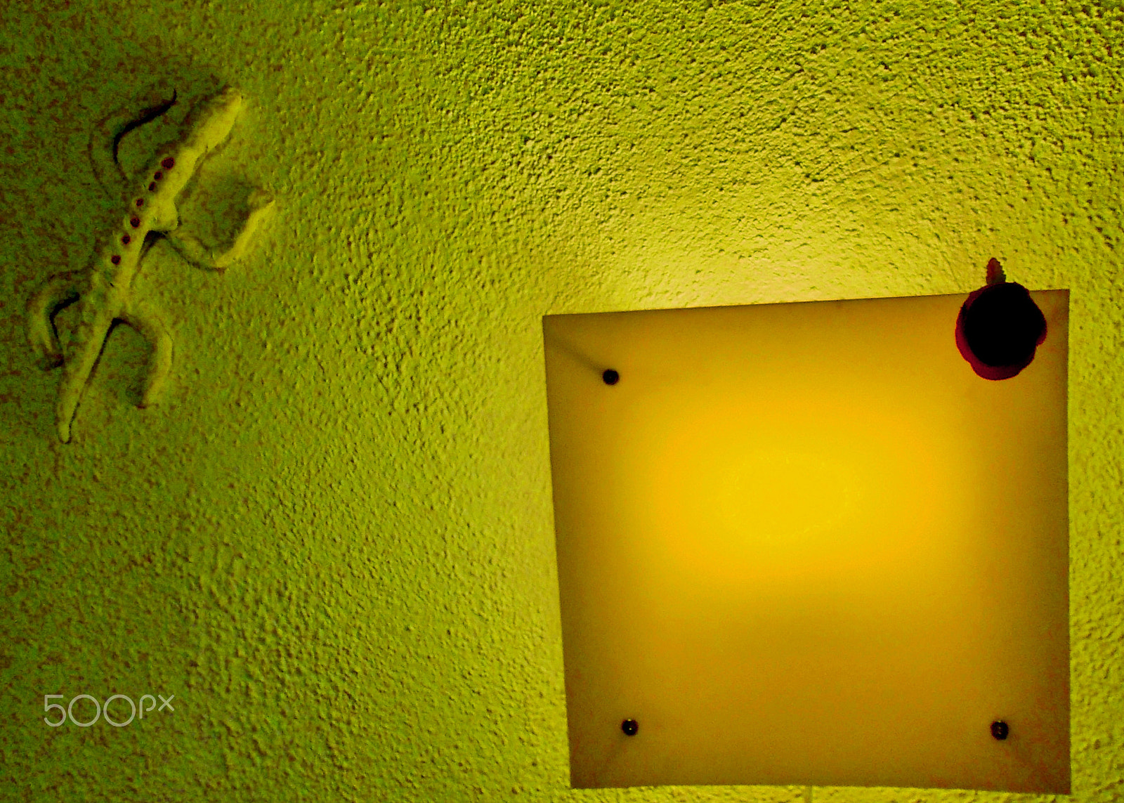 Nikon COOLPIX L23 sample photo. Salamander and yellow light. photography