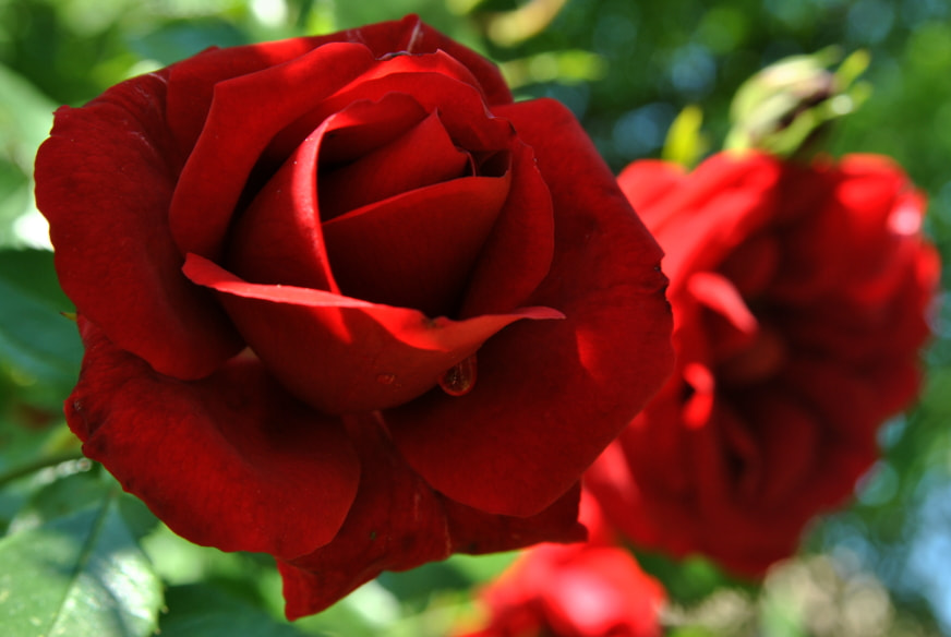 AF Zoom-Nikkor 28-105mm f/3.5-4.5D IF sample photo. Rose photography