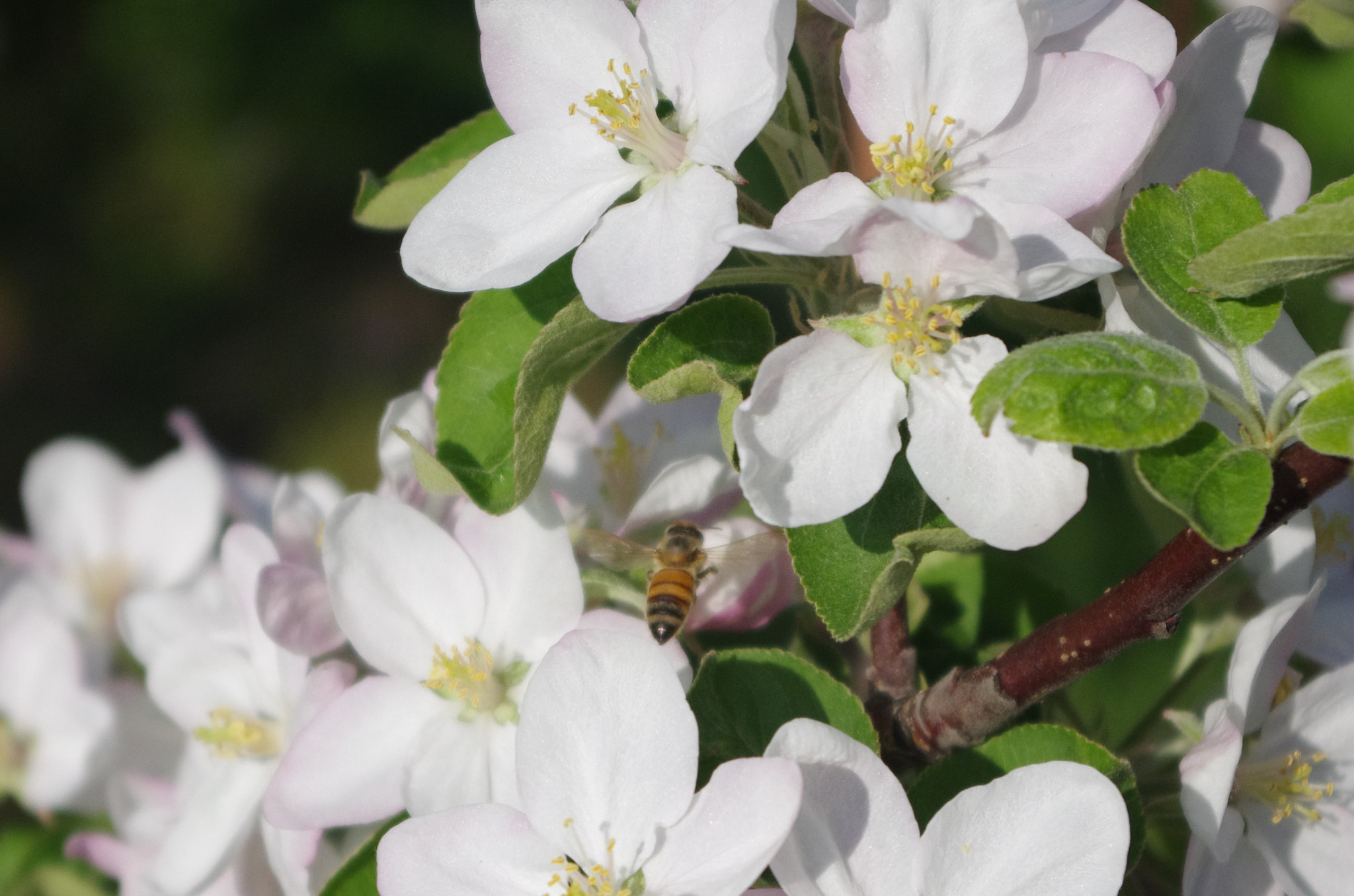 Pentax smc DA 18-55mm F3.5-5.6 AL sample photo. Abeille photography