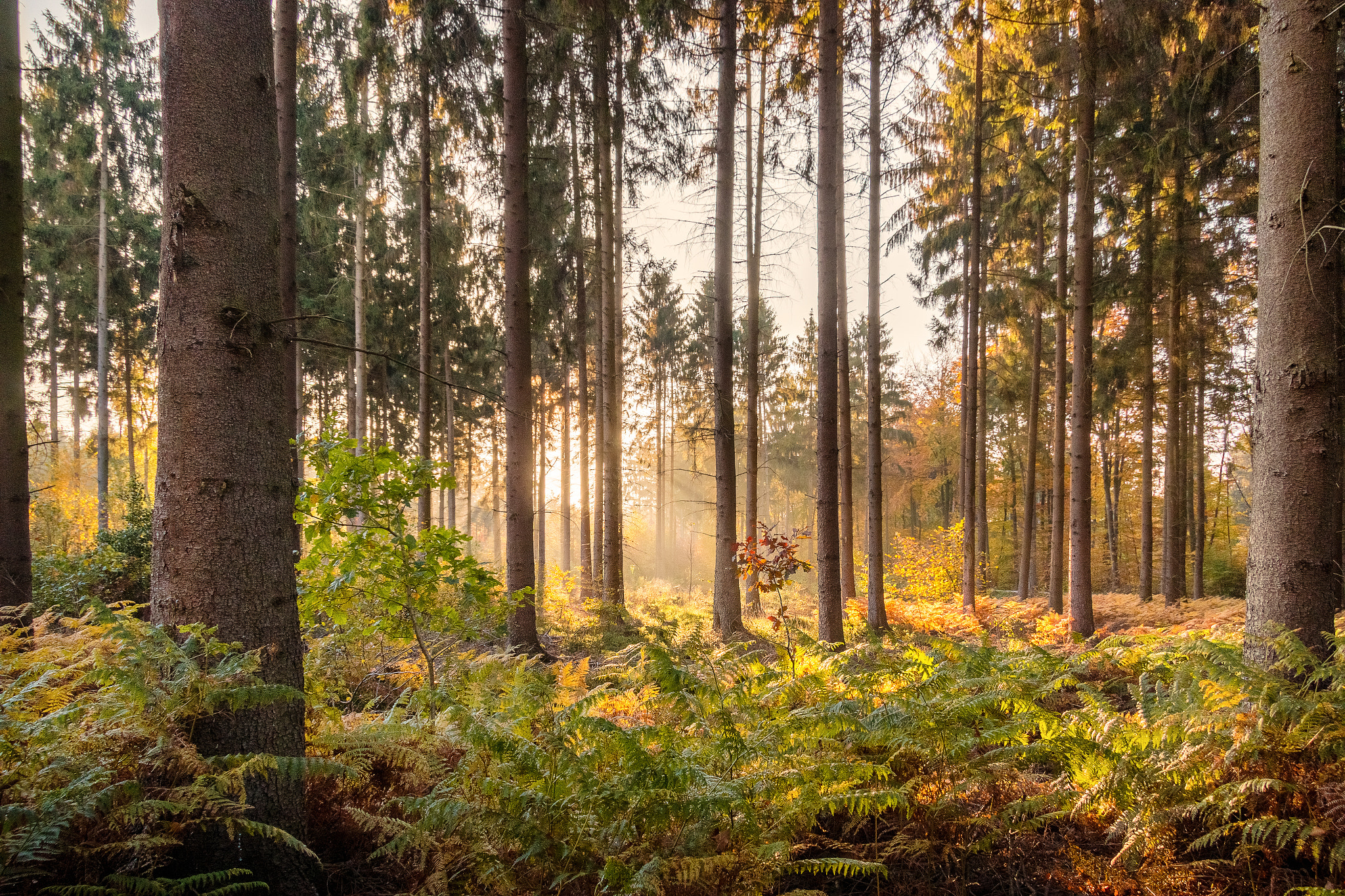 Sunlight Breaking trough the Trees