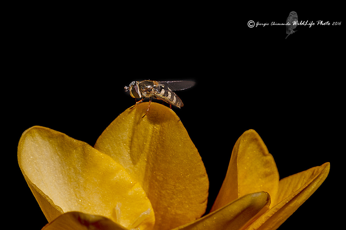 Sigma APO Macro 150mm f/2.8 EX DG HSM sample photo. Eristalinus taeniops (syrphidae) photography
