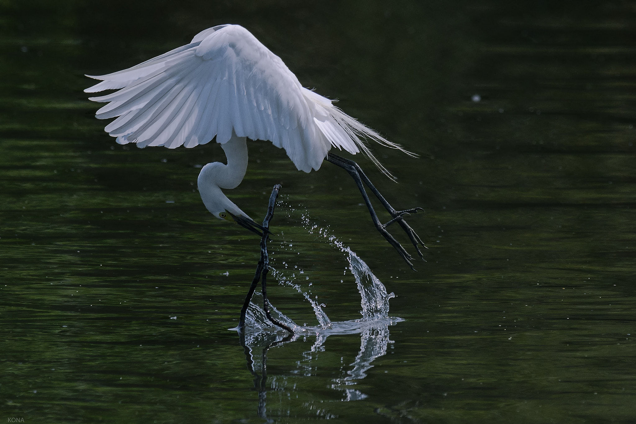 Nikon AF-S Nikkor 400mm F2.8G ED VR II sample photo. Sagi photography