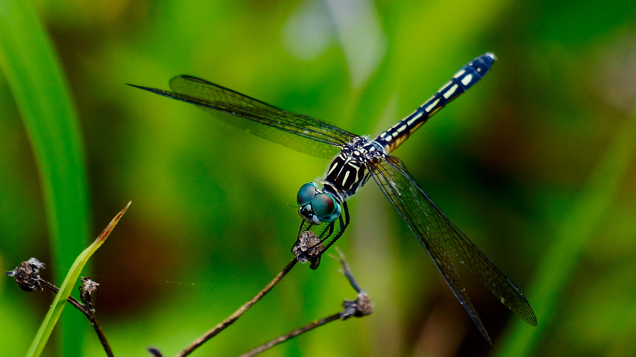 Sony E 55-210mm F4.5-6.3 OSS sample photo. Dragonfly photography