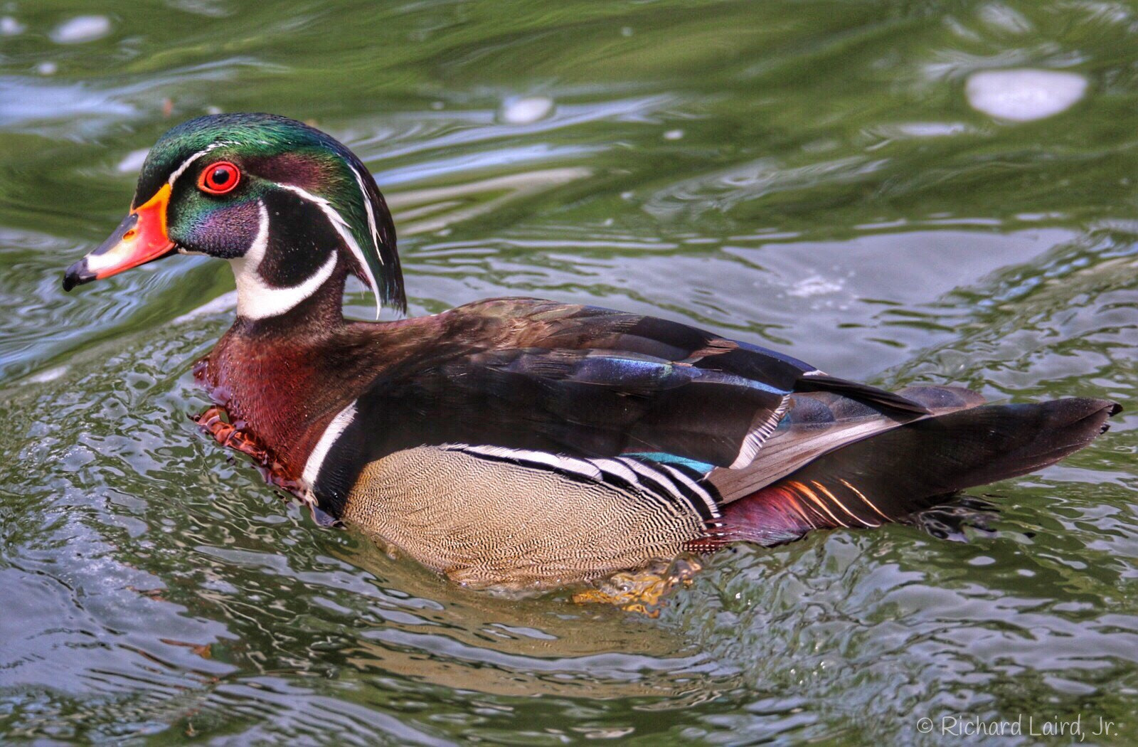 Canon 150-600mm F5-6.3 DG OS HSM | Sports 014 sample photo. Wood duck-wilmington de photography