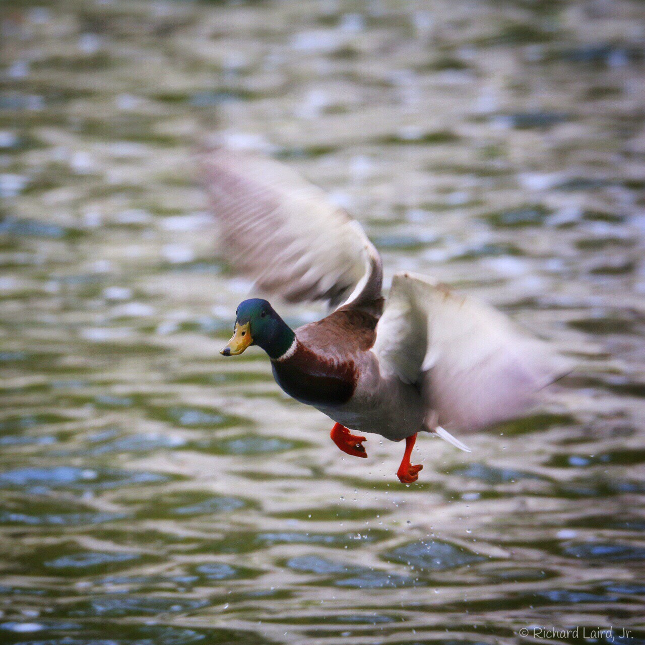 Canon 150-600mm F5-6.3 DG OS HSM | Sports 014 sample photo. Mallard-wilmington de photography