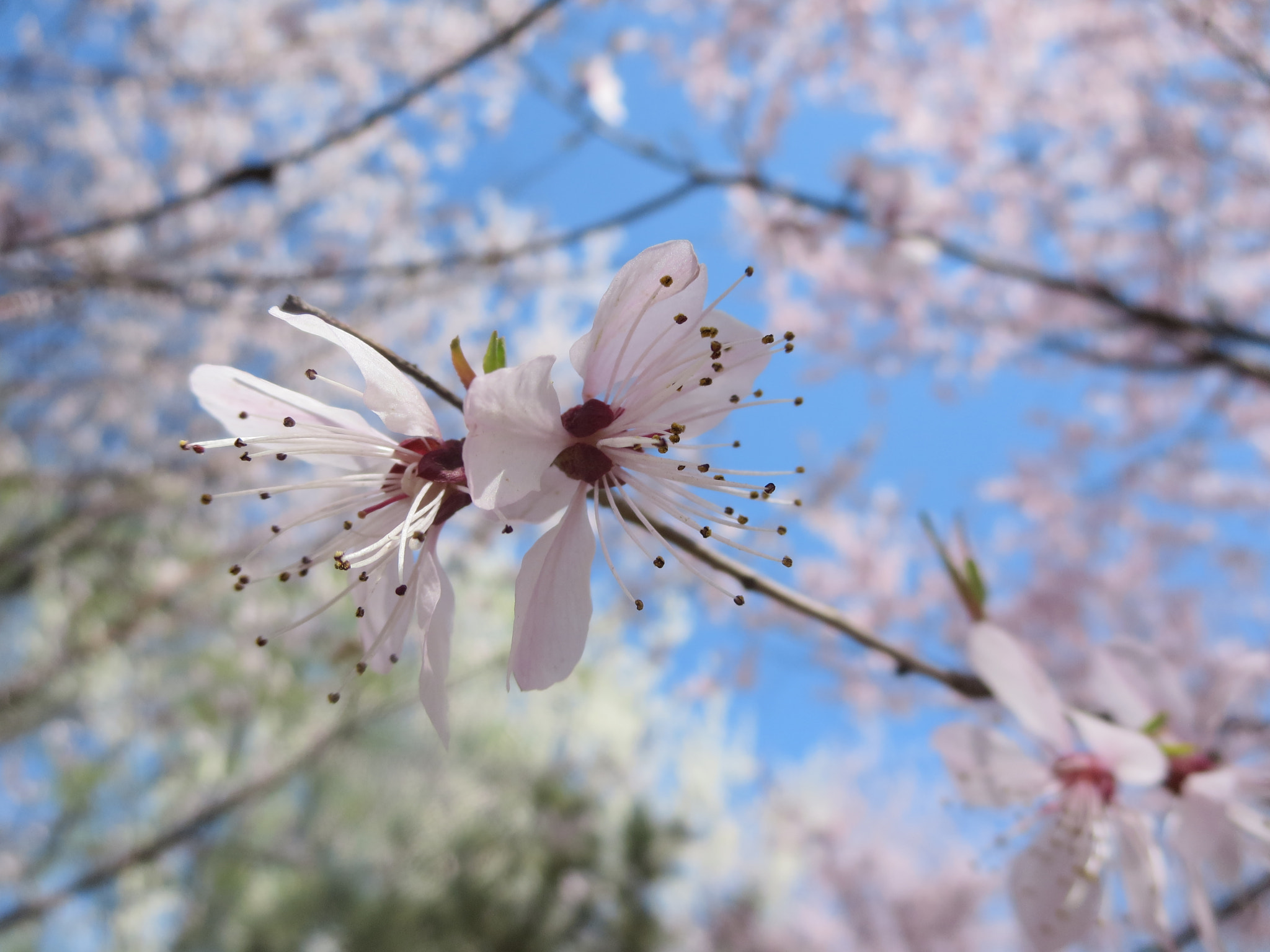 Canon PowerShot ELPH 330 HS (IXUS 255 HS / IXY 610F) sample photo. Pink flowers photography