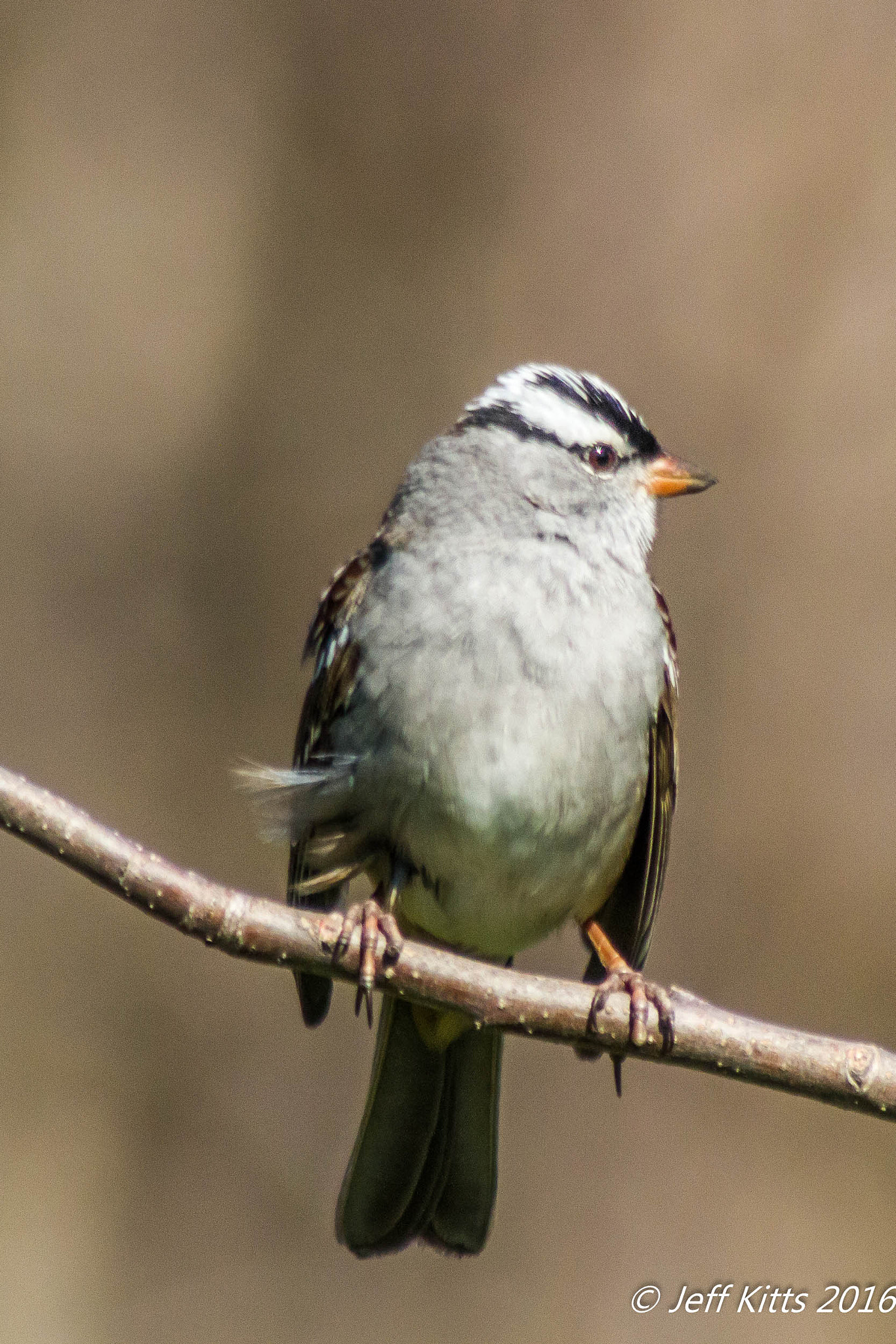 Canon EF 75-300mm f/4-5.6 USM sample photo. 3648 photography