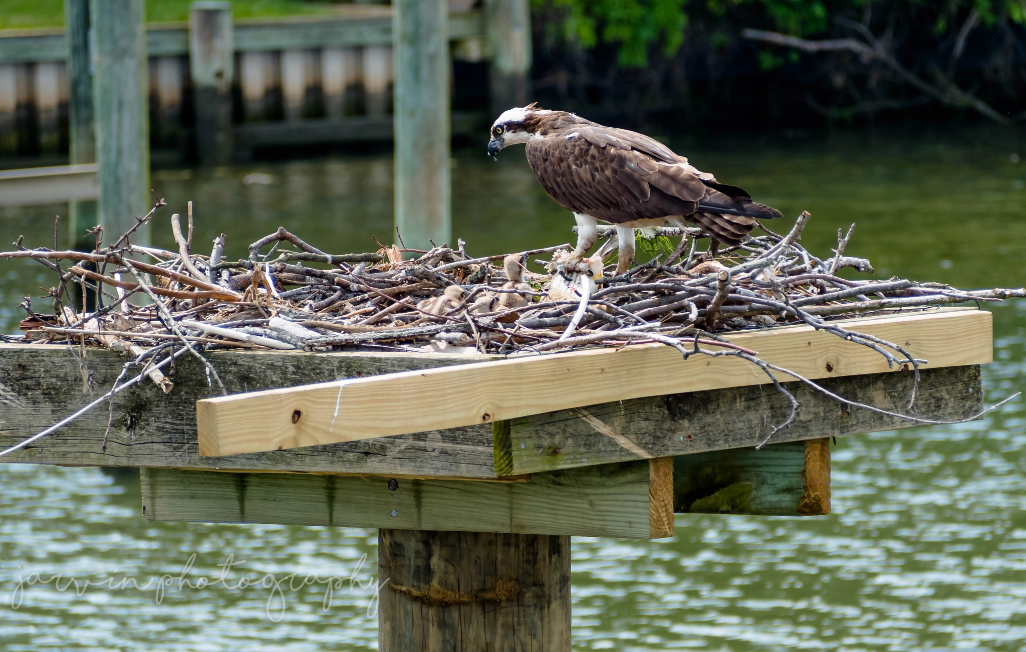 Panasonic Lumix DMC-GH4 sample photo. The osprey family photography