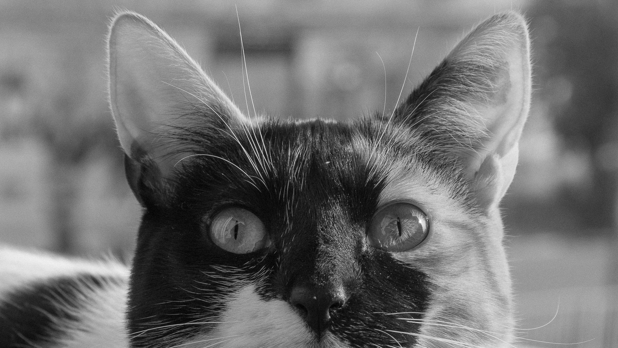 Minolta AF 35-70mm F3.5-4.5 [II] sample photo. Cat photography