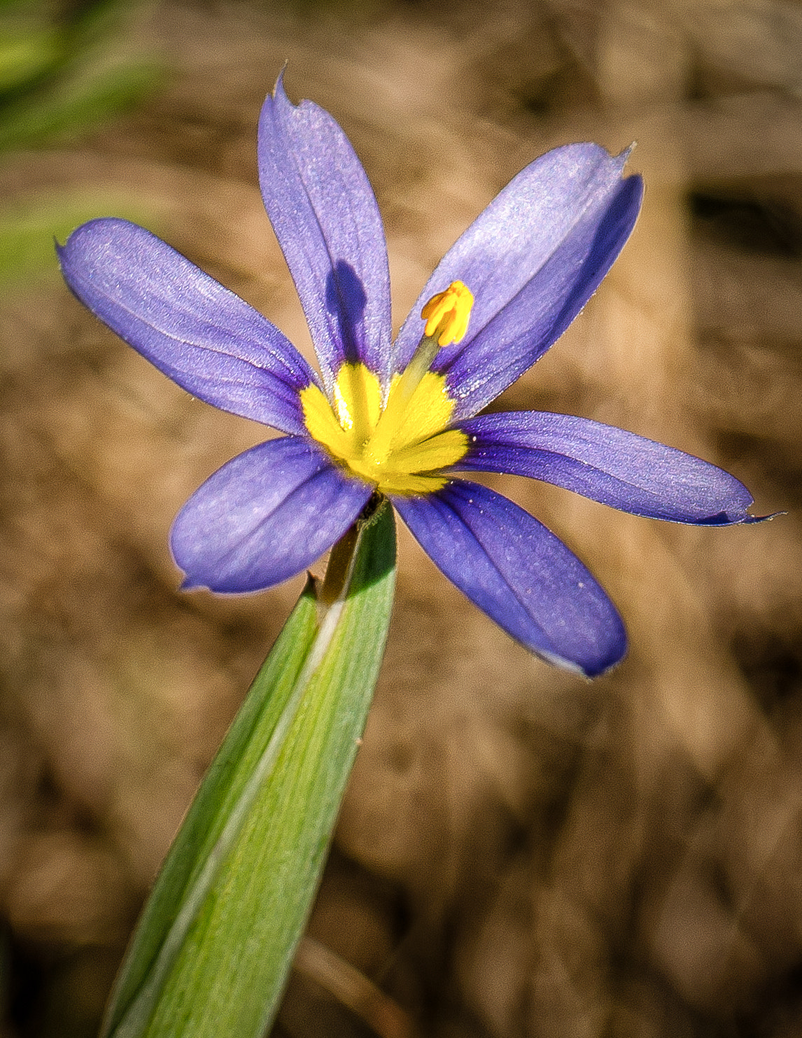 Nikon D7000 + Tamron SP 35mm F1.8 Di VC USD sample photo. Blue eyed grass #2 photography