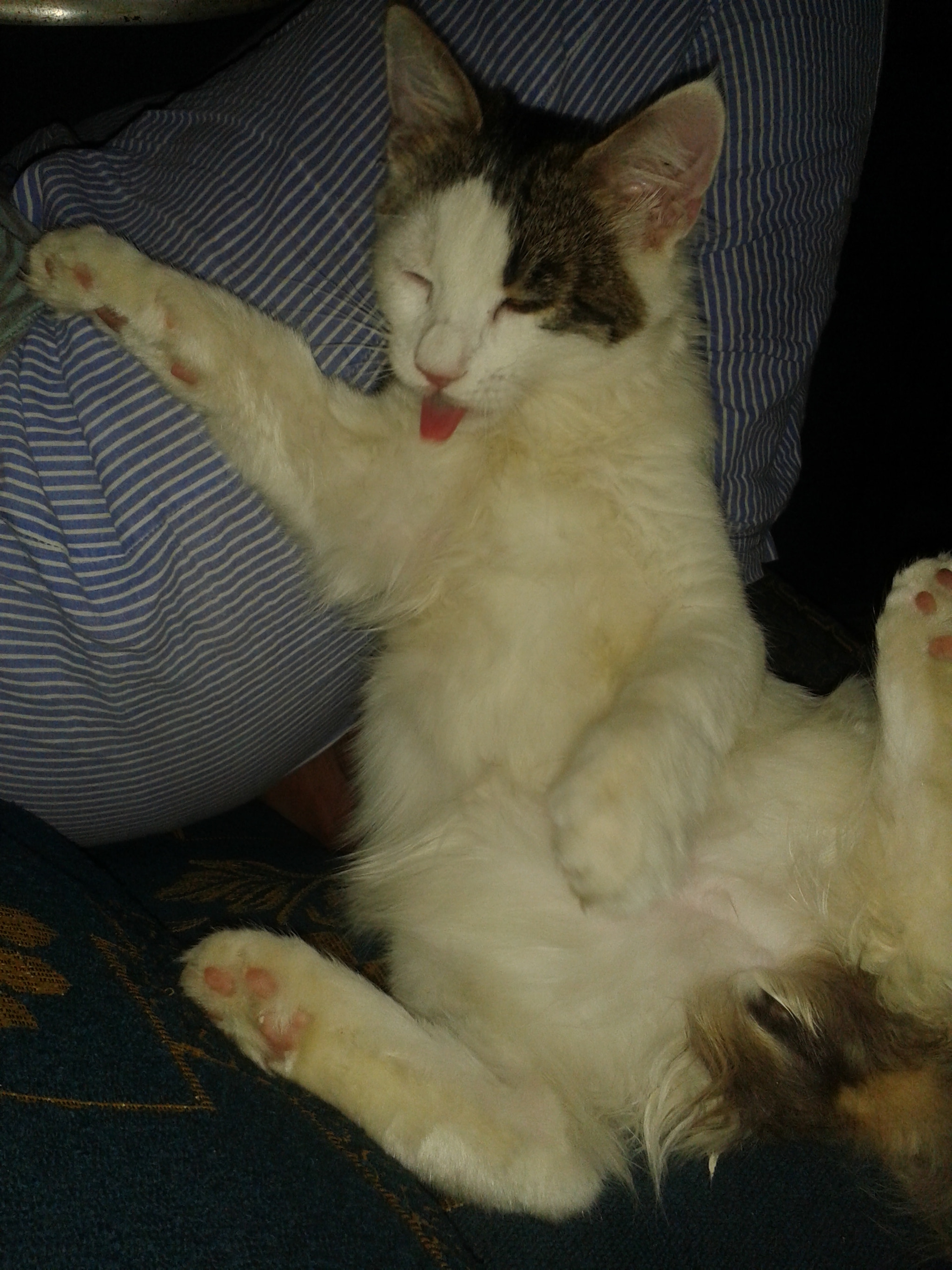 Samsung Galaxy S DUOS sample photo. Sleeping time photography