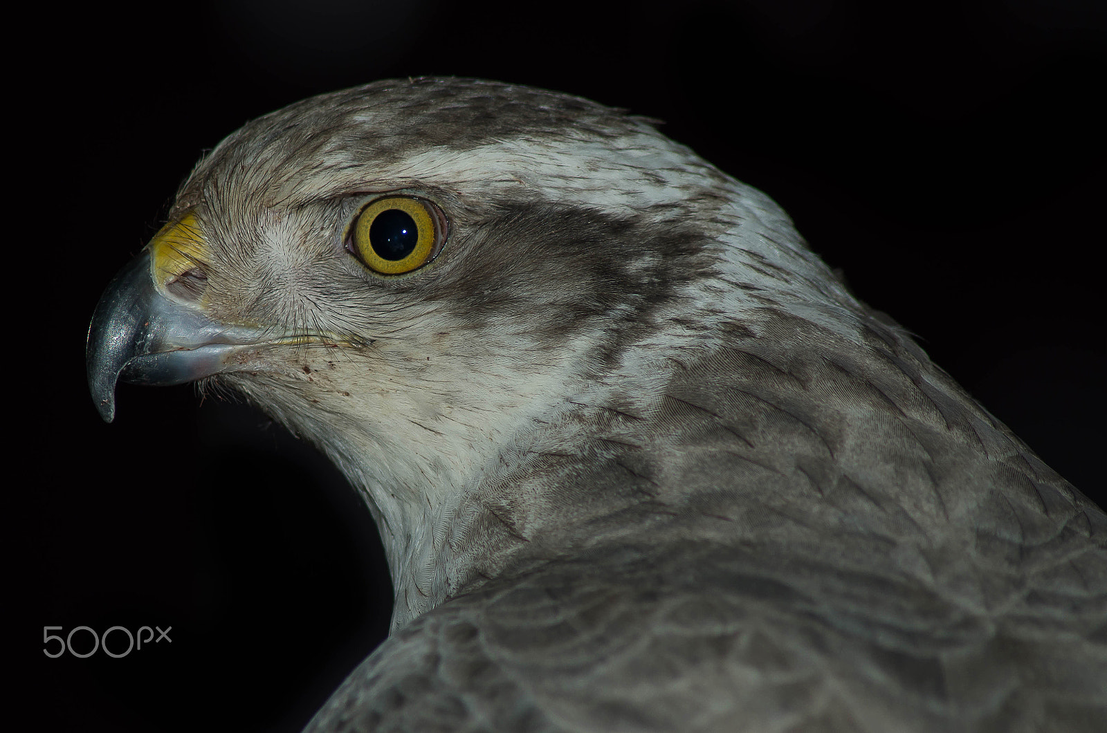Tamron AF 70-300mm F4-5.6 Di LD Macro sample photo. Closing in photography