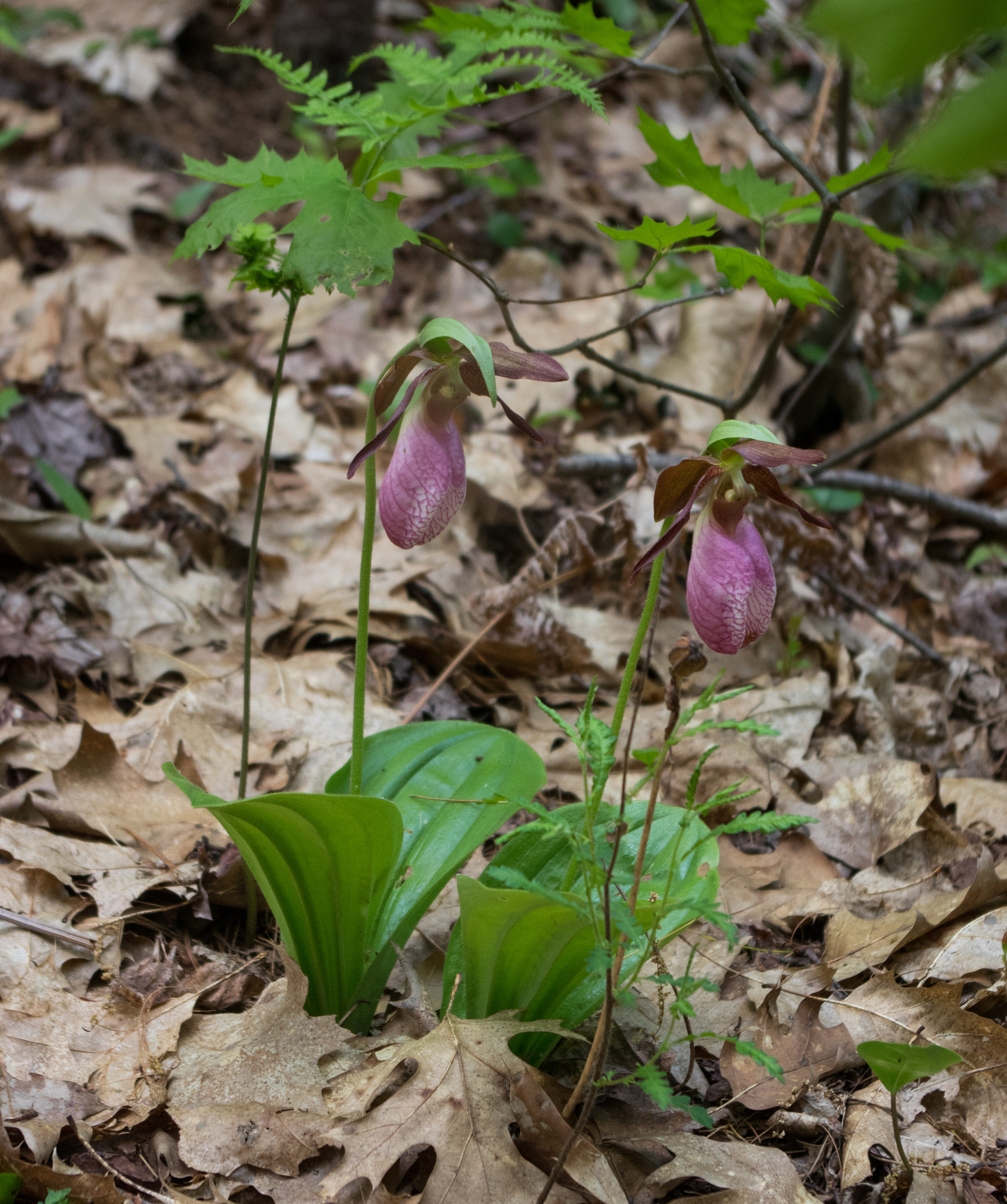 Pentax smc DA 18-55mm F3.5-5.6 AL sample photo. Pink ladyslippers photography