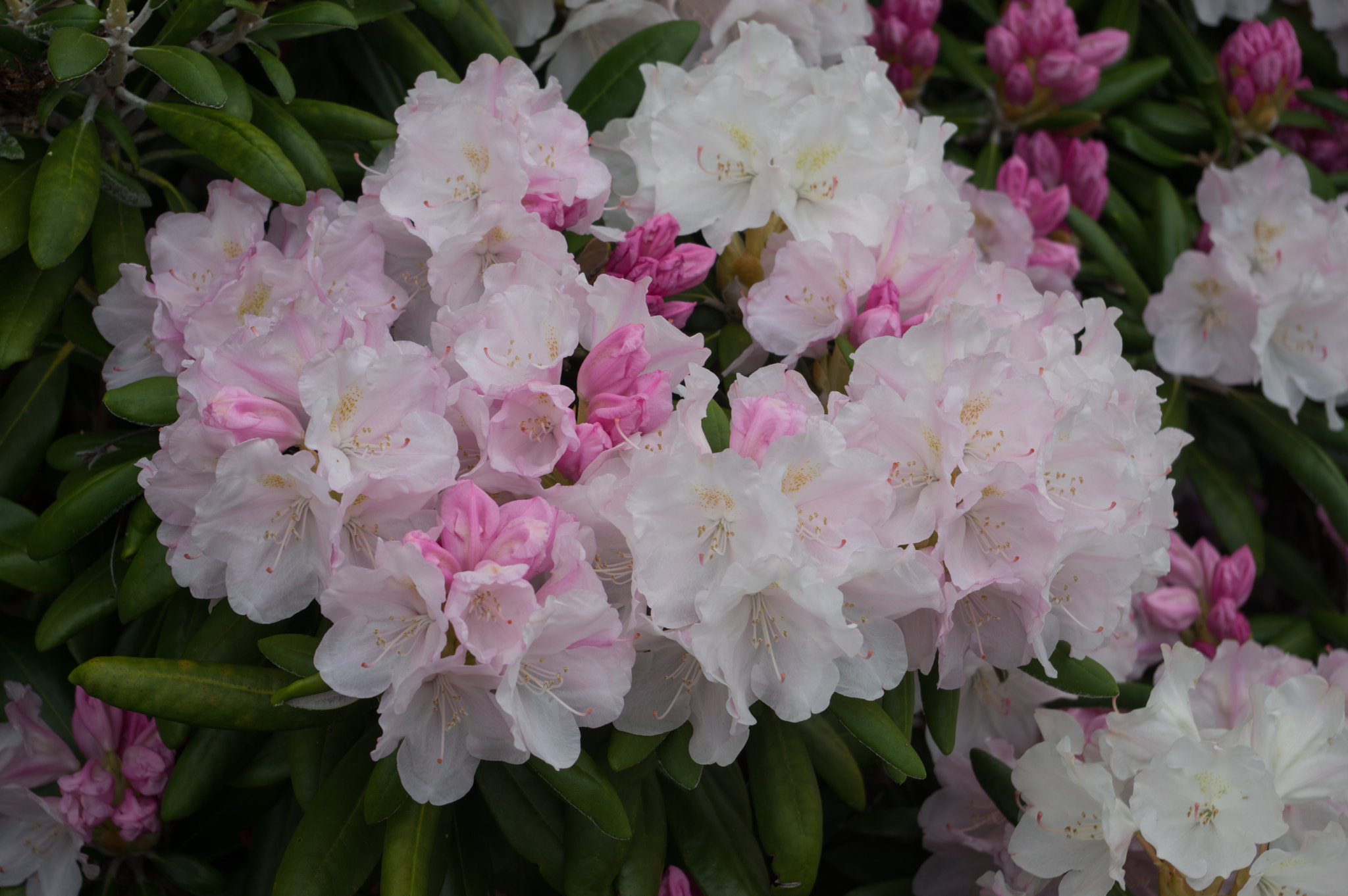 Pentax smc DA 18-55mm F3.5-5.6 AL sample photo. Rhododendron photography