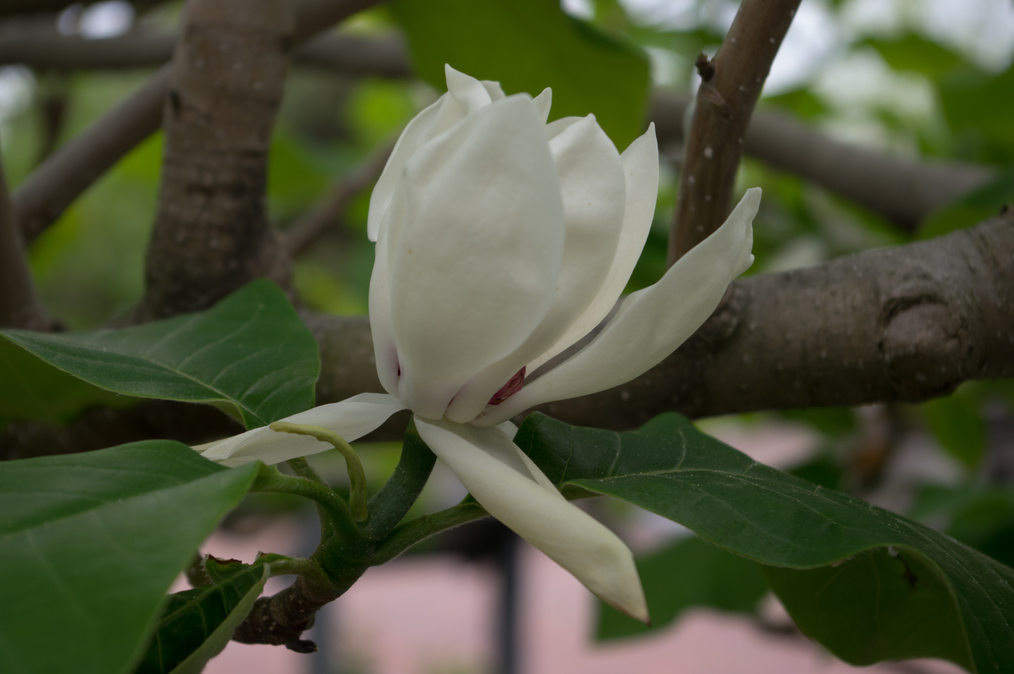 Pentax smc DA 18-55mm F3.5-5.6 AL sample photo. Magnolia photography