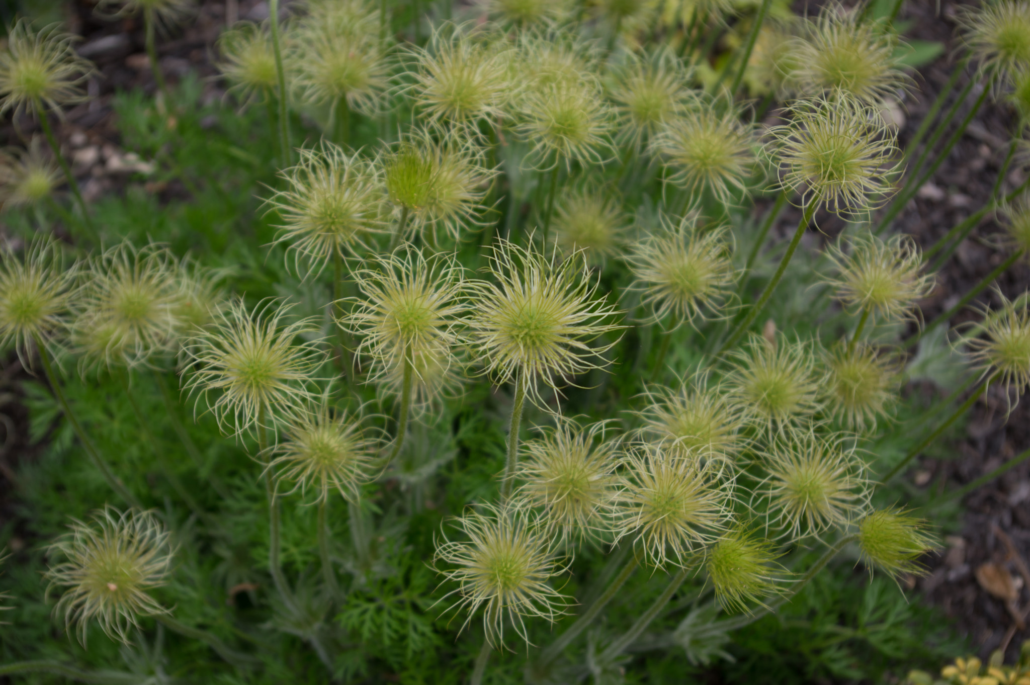 Pentax smc DA 18-55mm F3.5-5.6 AL sample photo. Gone to seed photography