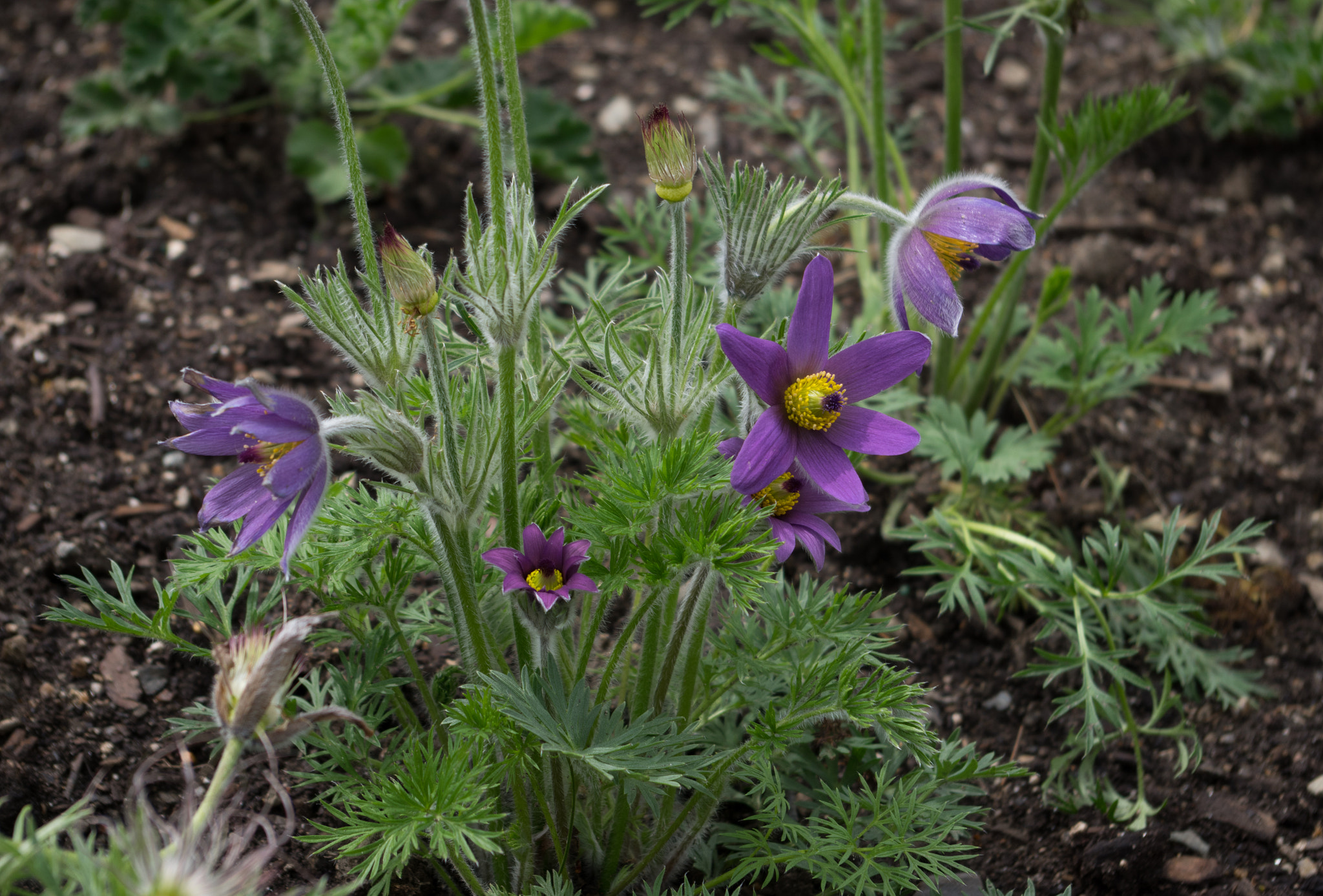 Pentax smc DA 18-55mm F3.5-5.6 AL sample photo. Pasque flower photography