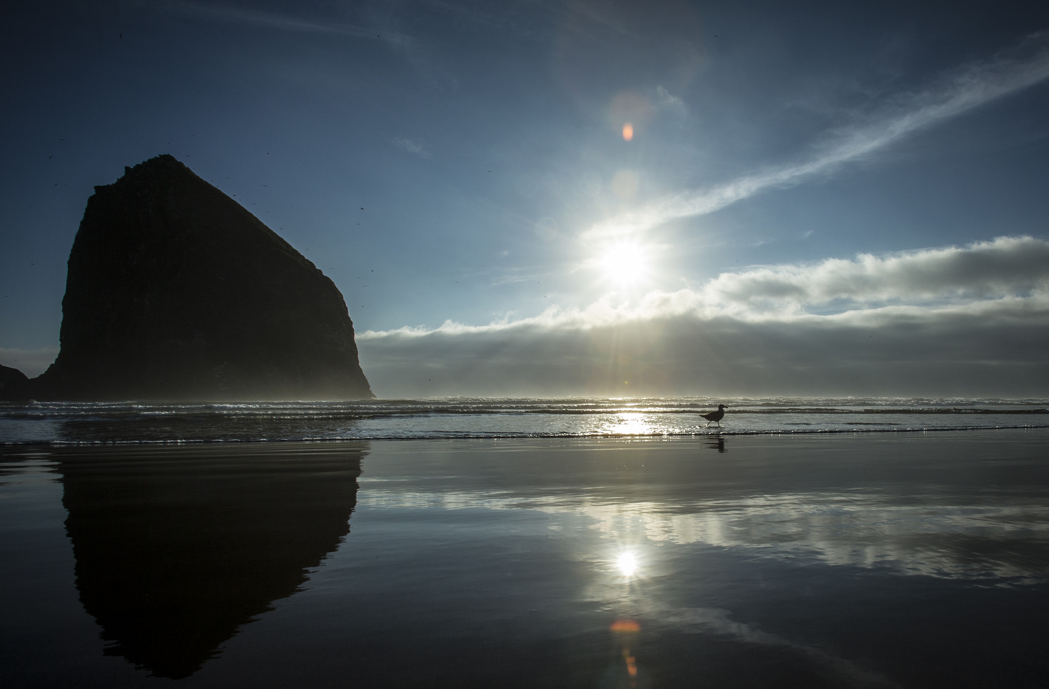 Canon EOS-1D X sample photo. Seagull - haystack rock sunset photography