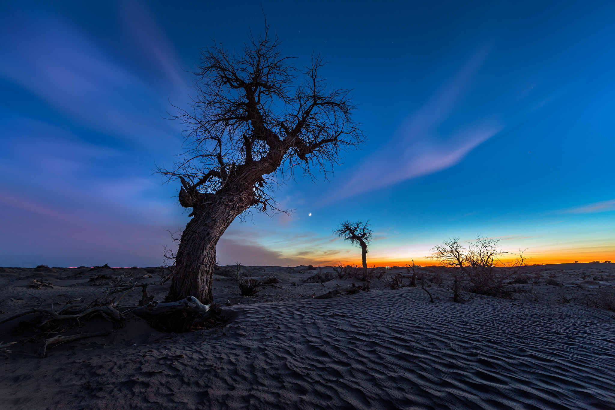 Canon EF 14mm F2.8L II USM sample photo. Withered tree photography