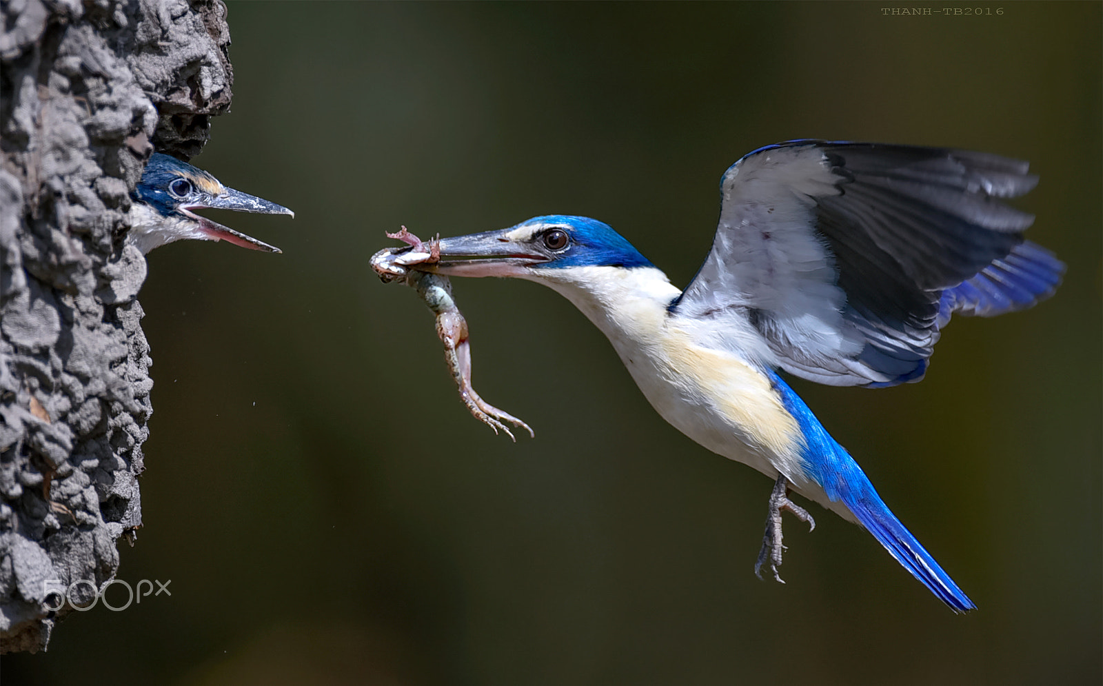 Nikon AF-S Nikkor 600mm F4D ED-IF II sample photo