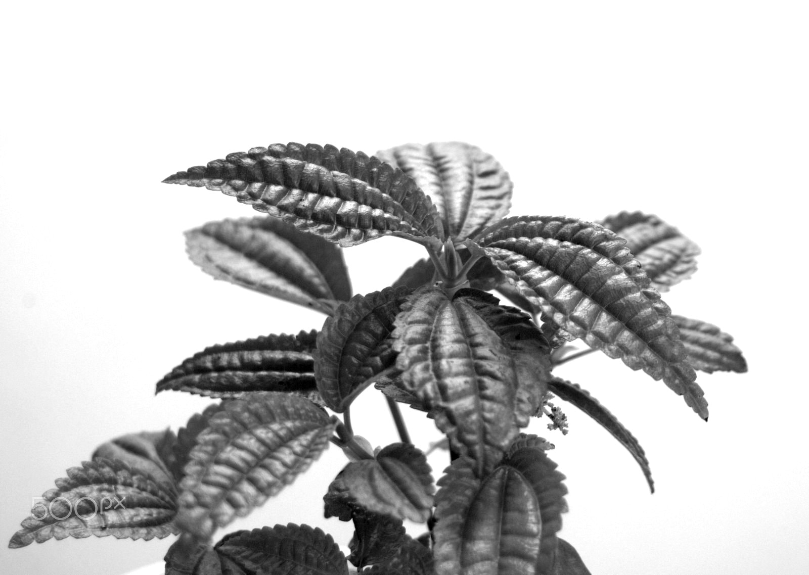 Sigma 28-90mm F3.5-5.6 Macro sample photo. Pilea grandifolia photography