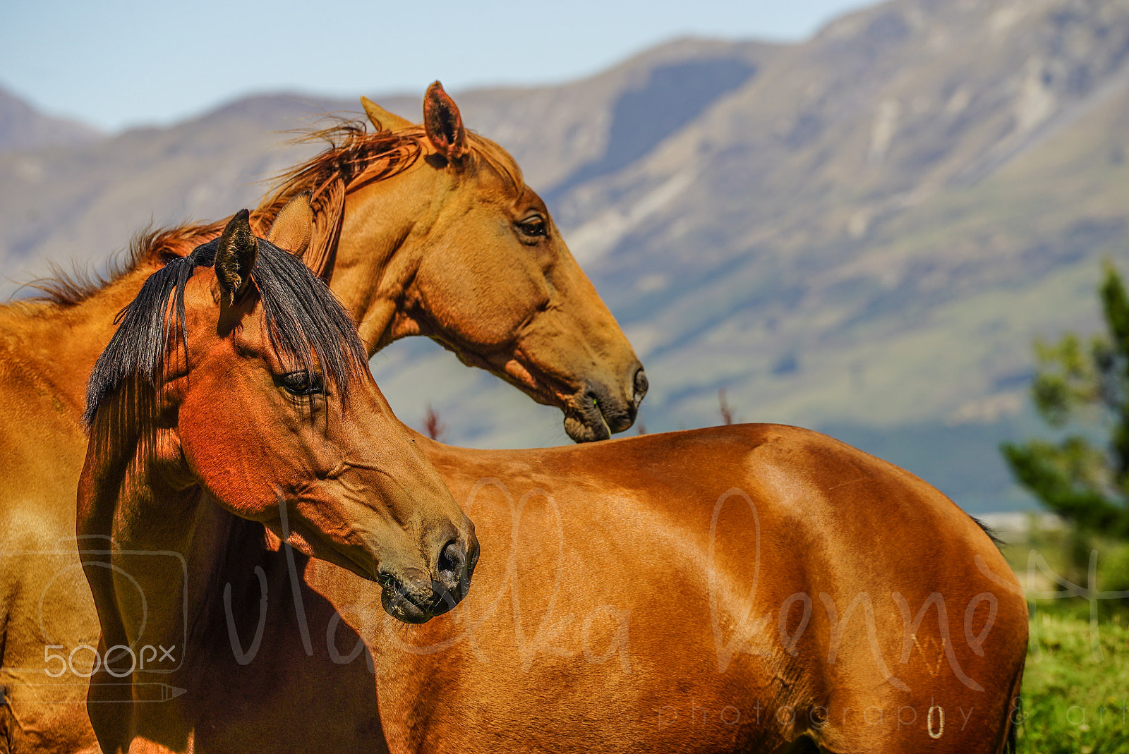 Sony FE 70-200mm F4 G OSS sample photo. Glenorchy, new zealand photography