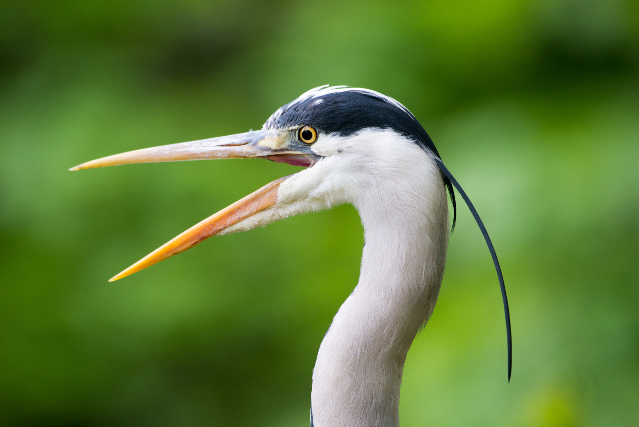 Nikon AF-S Nikkor 300mm F2.8G ED VR II sample photo. Grey heron photography