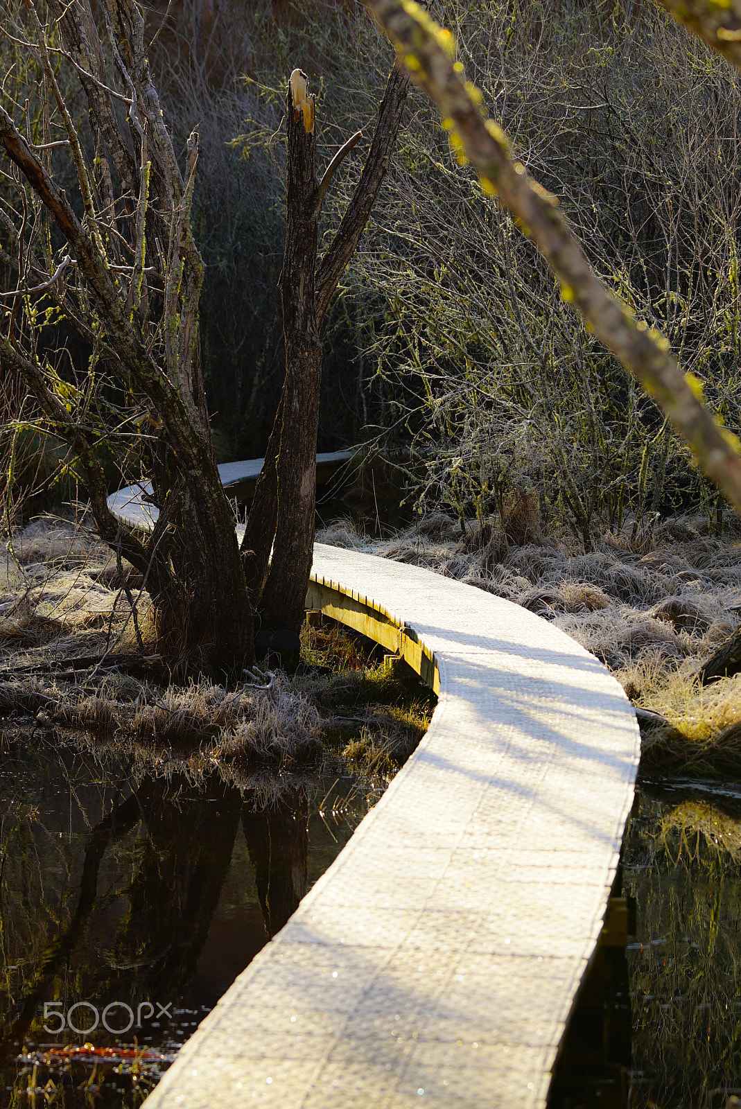 Sony a7S + Sony FE 70-200mm F4 G OSS sample photo. Glenorchy, new zealand photography