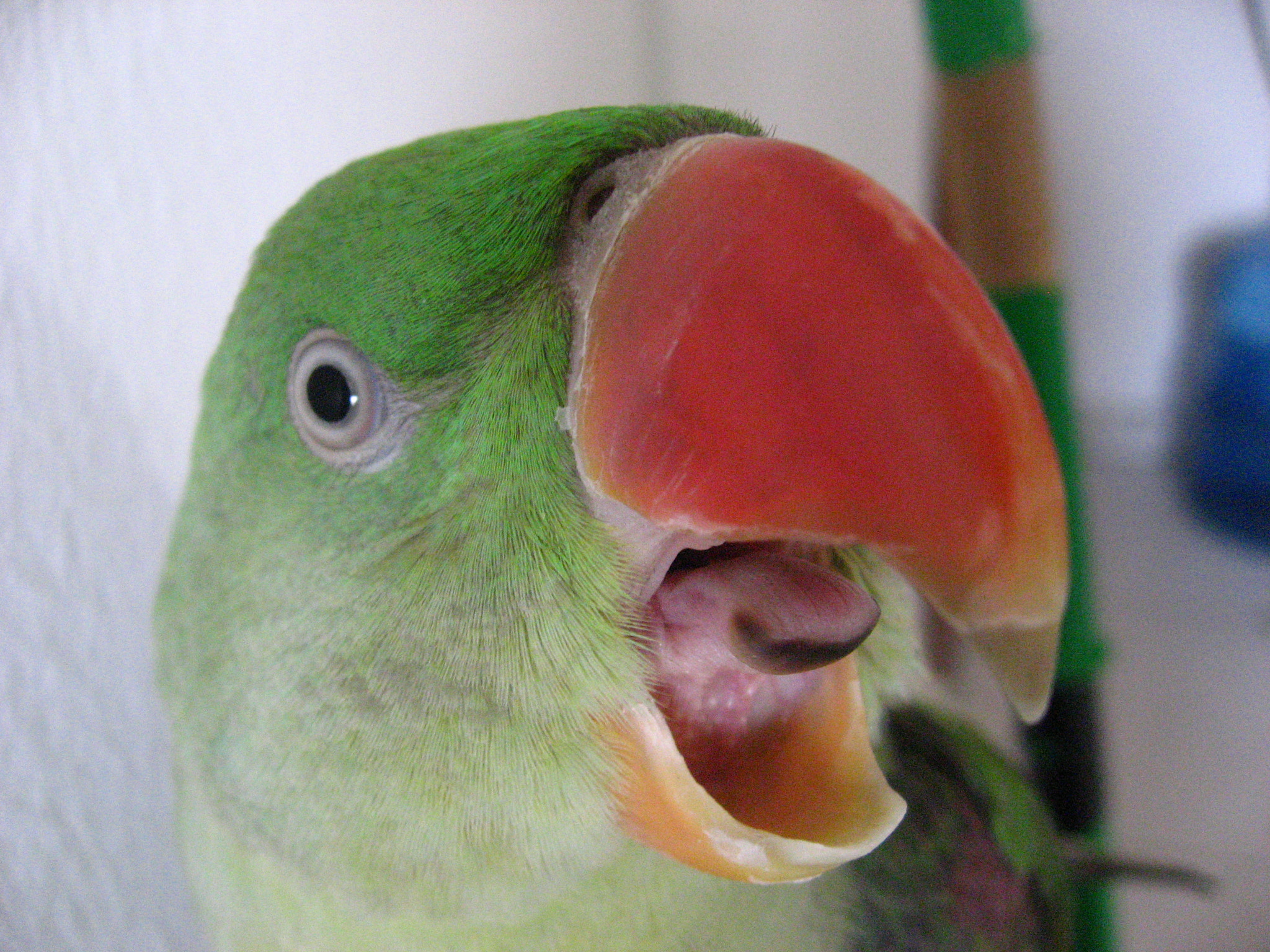 Canon DIGITAL IXUS 800 IS sample photo. So angry parrot photography
