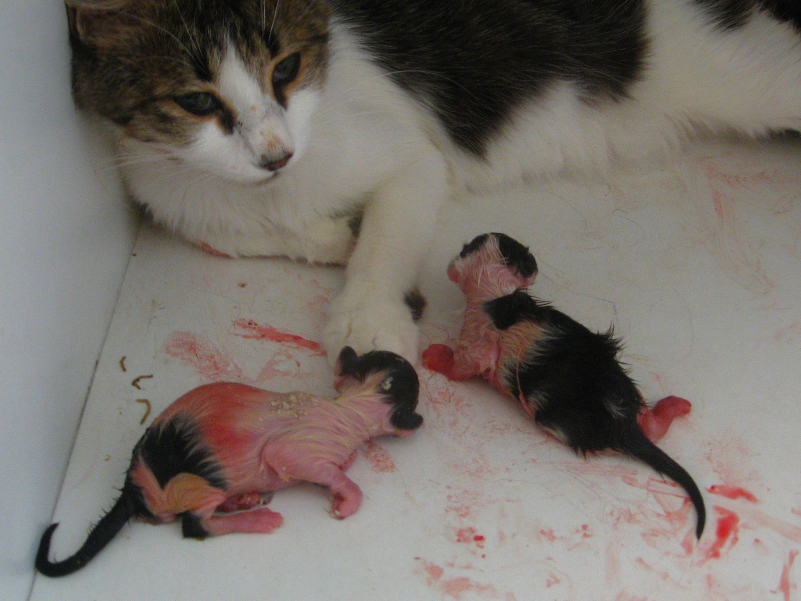 Canon DIGITAL IXUS 800 IS sample photo. Mom and newborn kitty  photography