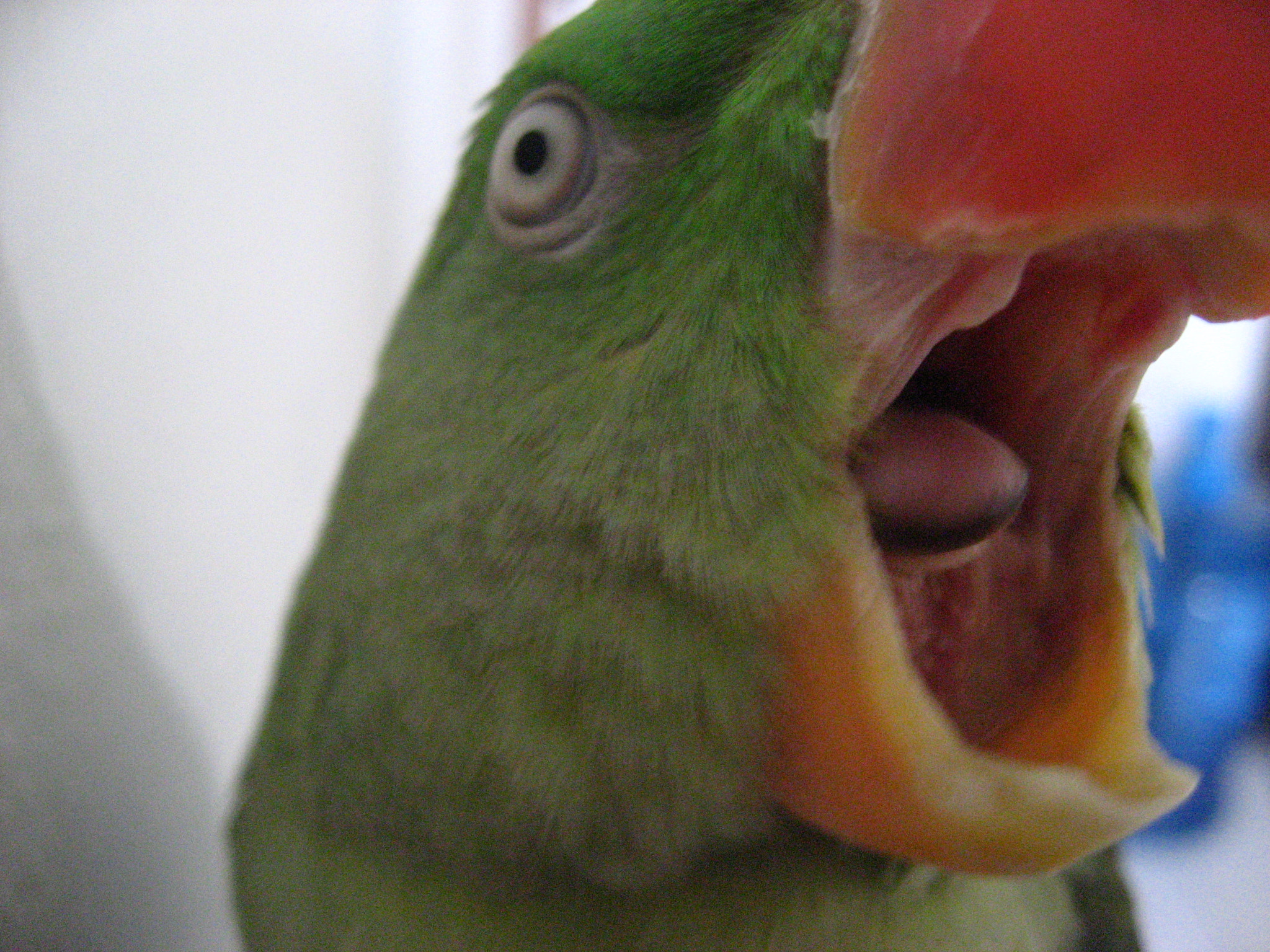 Canon DIGITAL IXUS 800 IS sample photo. Angry parrot #2 photography