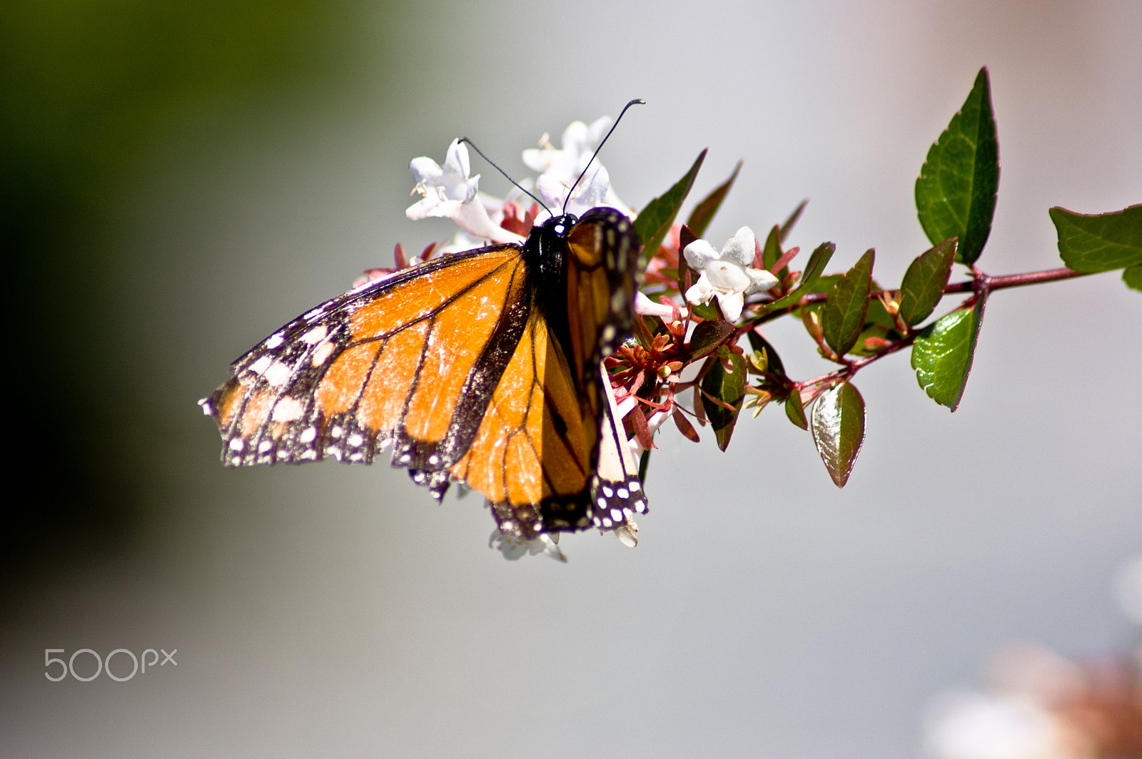 Nikon D50 sample photo. Botanical imagery photography