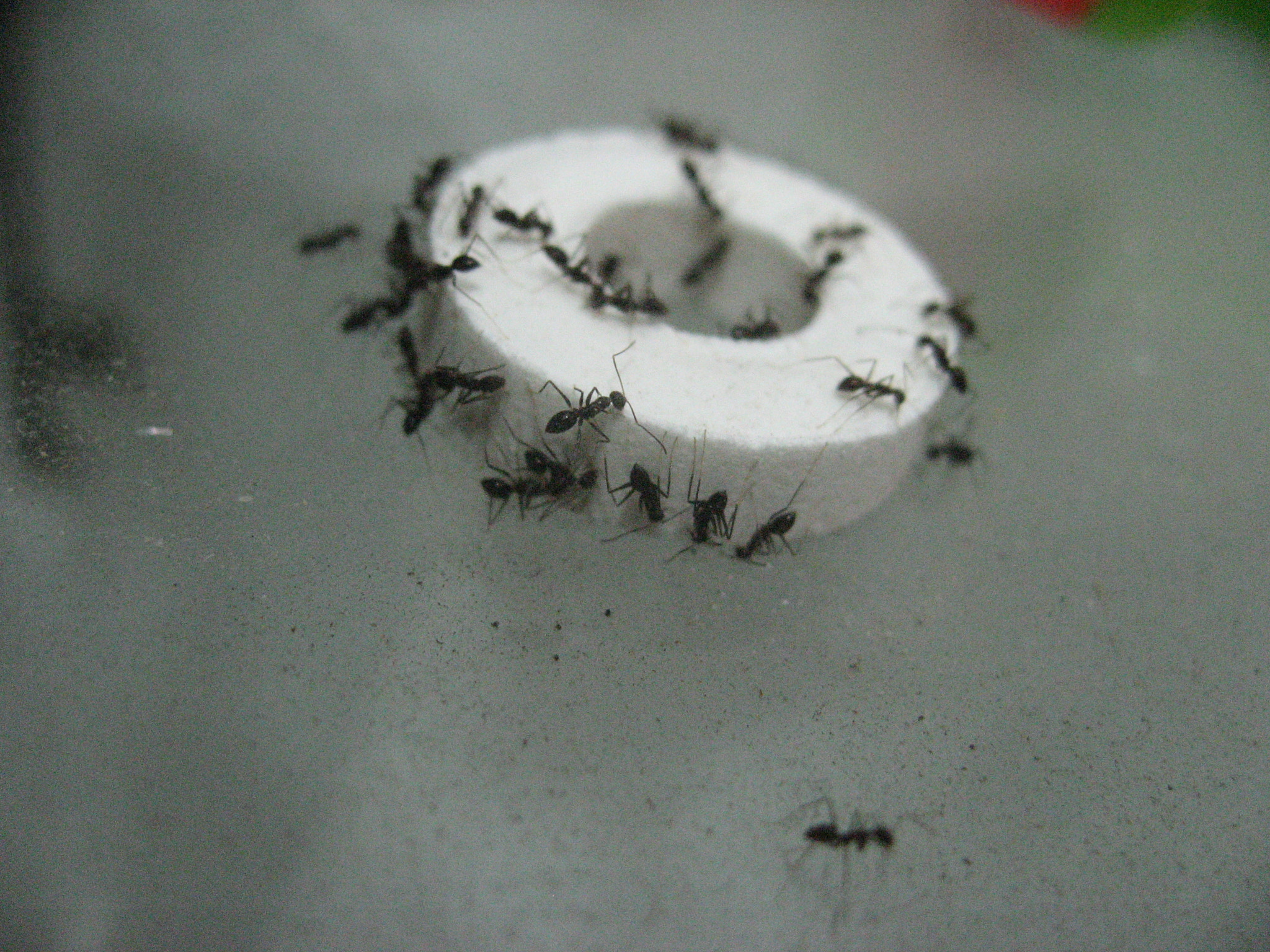 Canon DIGITAL IXUS 800 IS sample photo. Ants sucking a mint polo photography