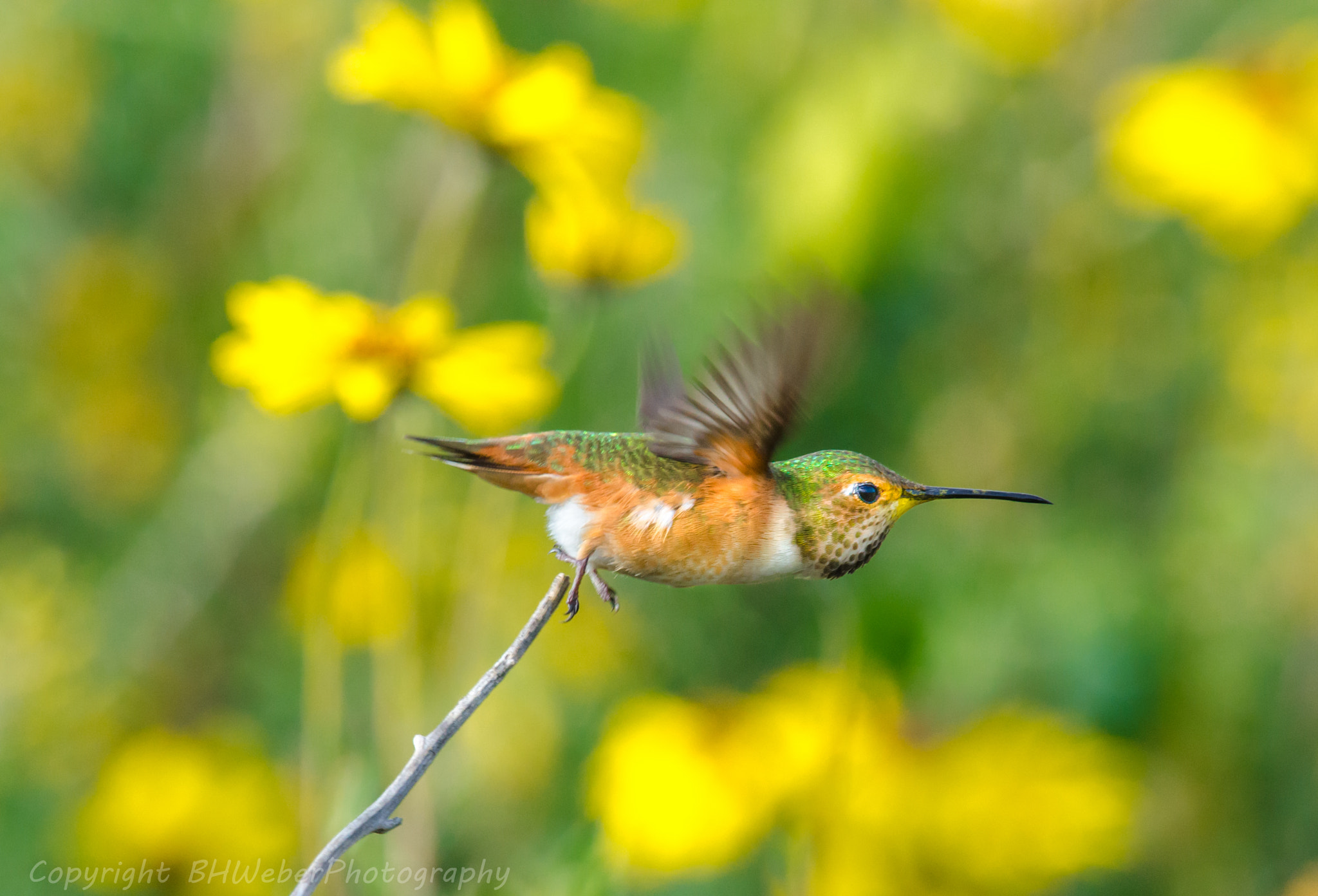 Nikon Nikkor AF-S 300mm F4E PF ED VR sample photo. Flying through color. photography