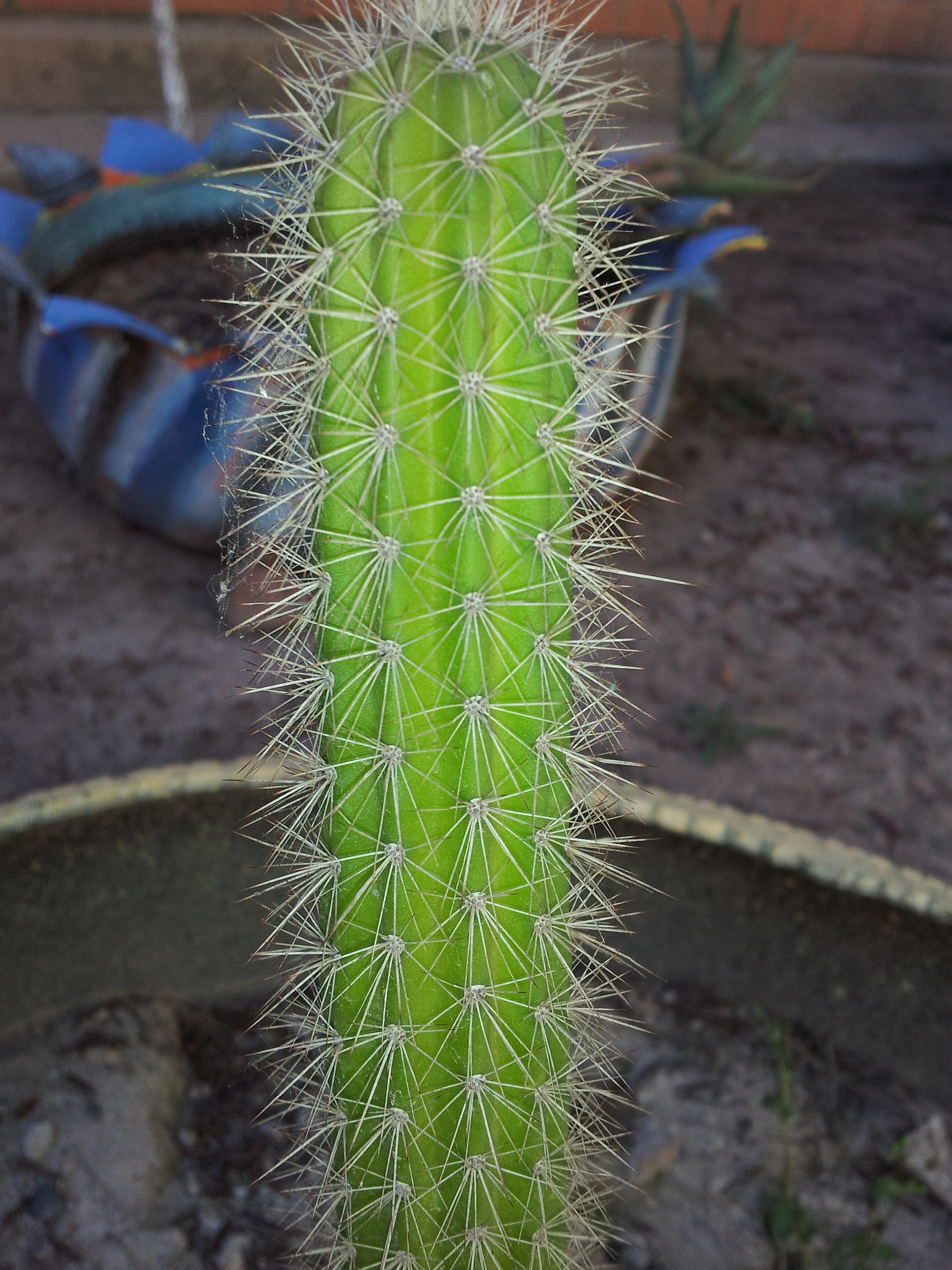 Samsung Galaxy S2 Epic sample photo