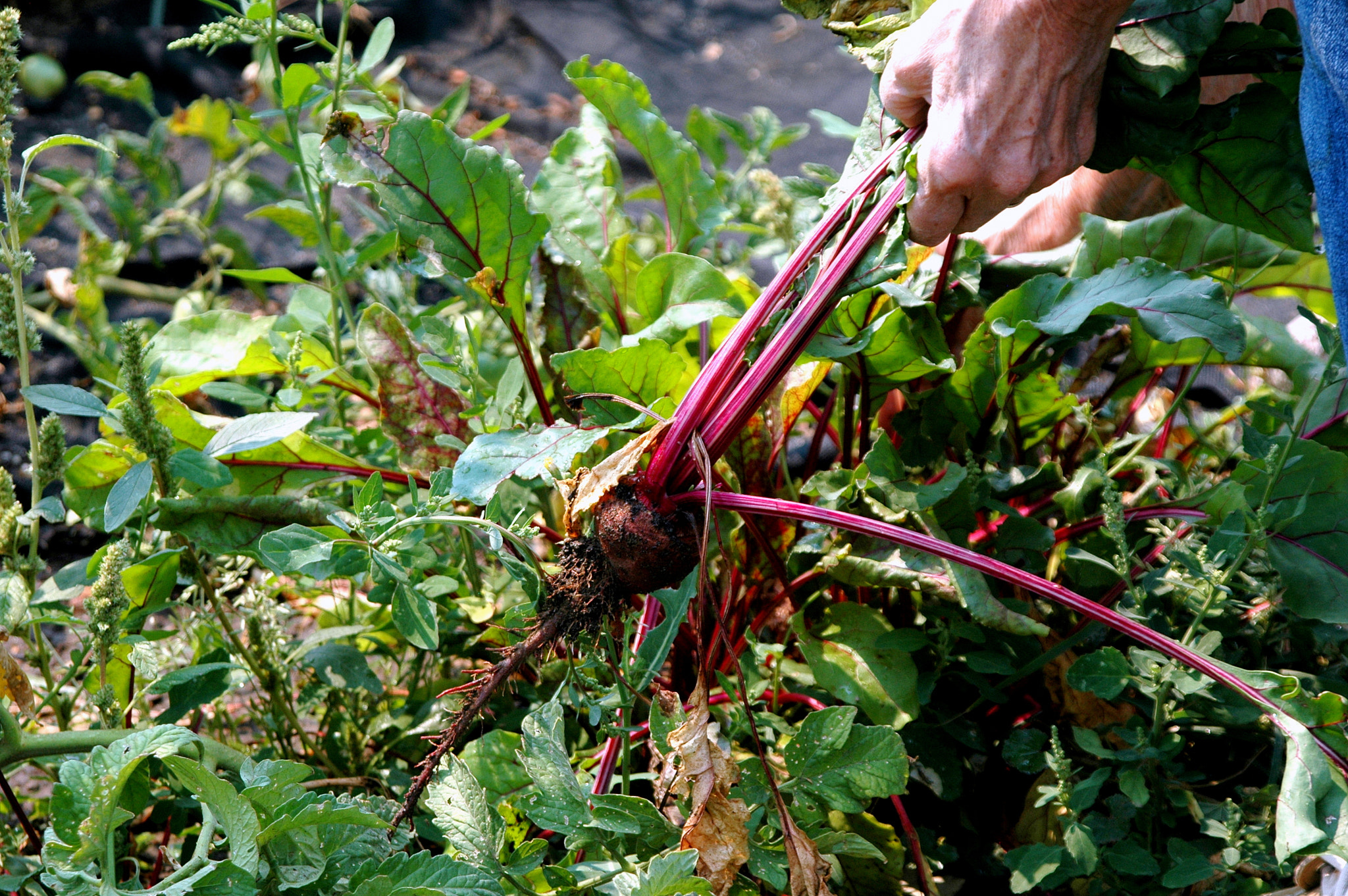 Nikon D70 sample photo. Organic beets. photography
