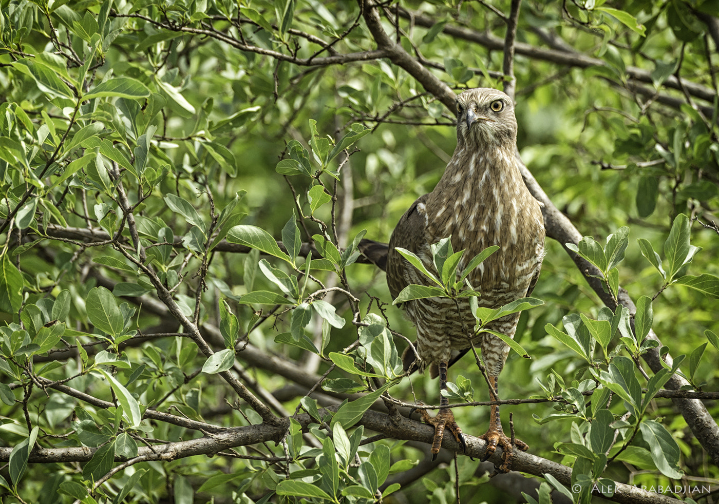 Nikon D4S sample photo. Young chanting-goshawk photography