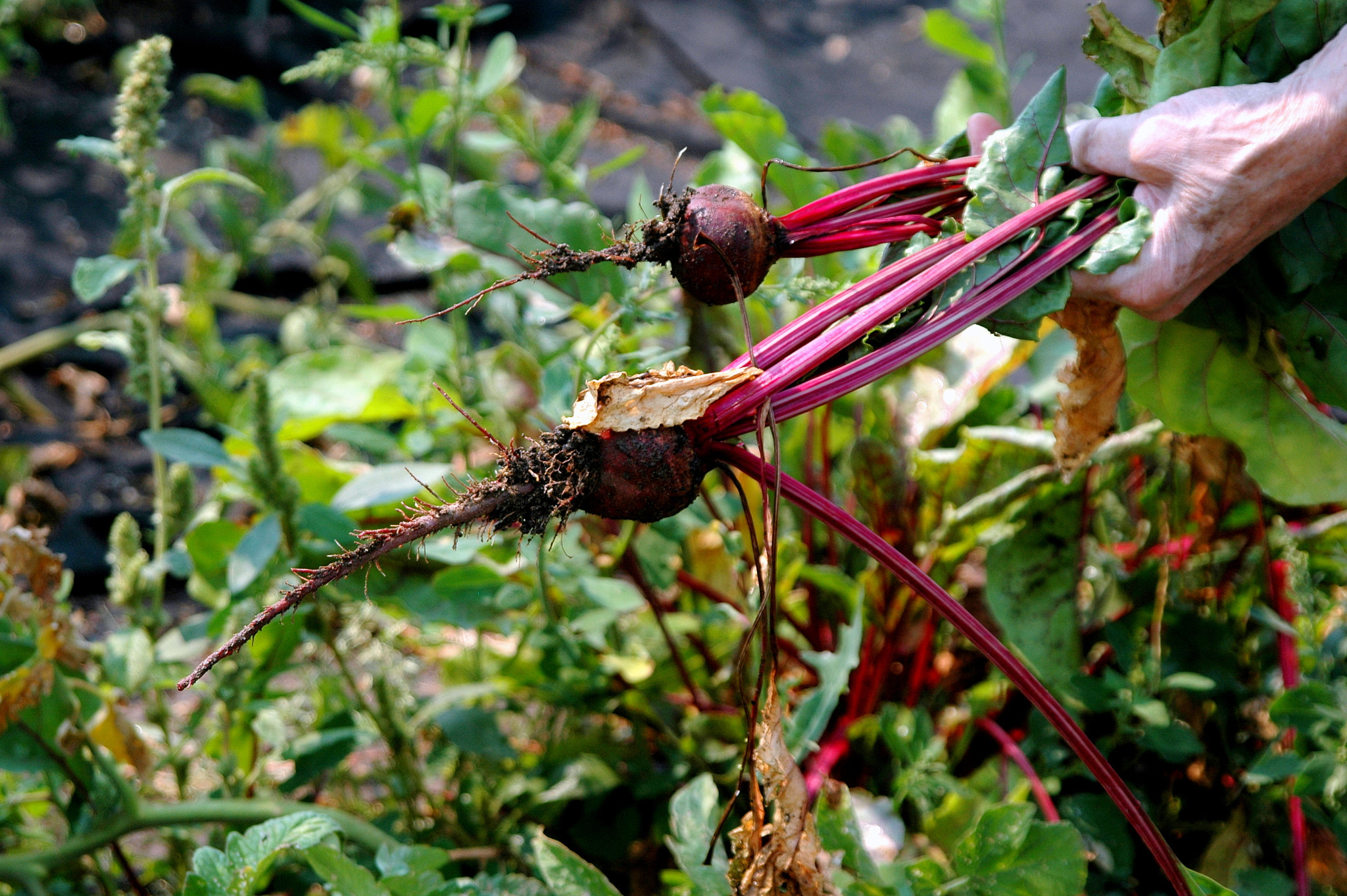 Nikon D70 sample photo. Organic beets. photography