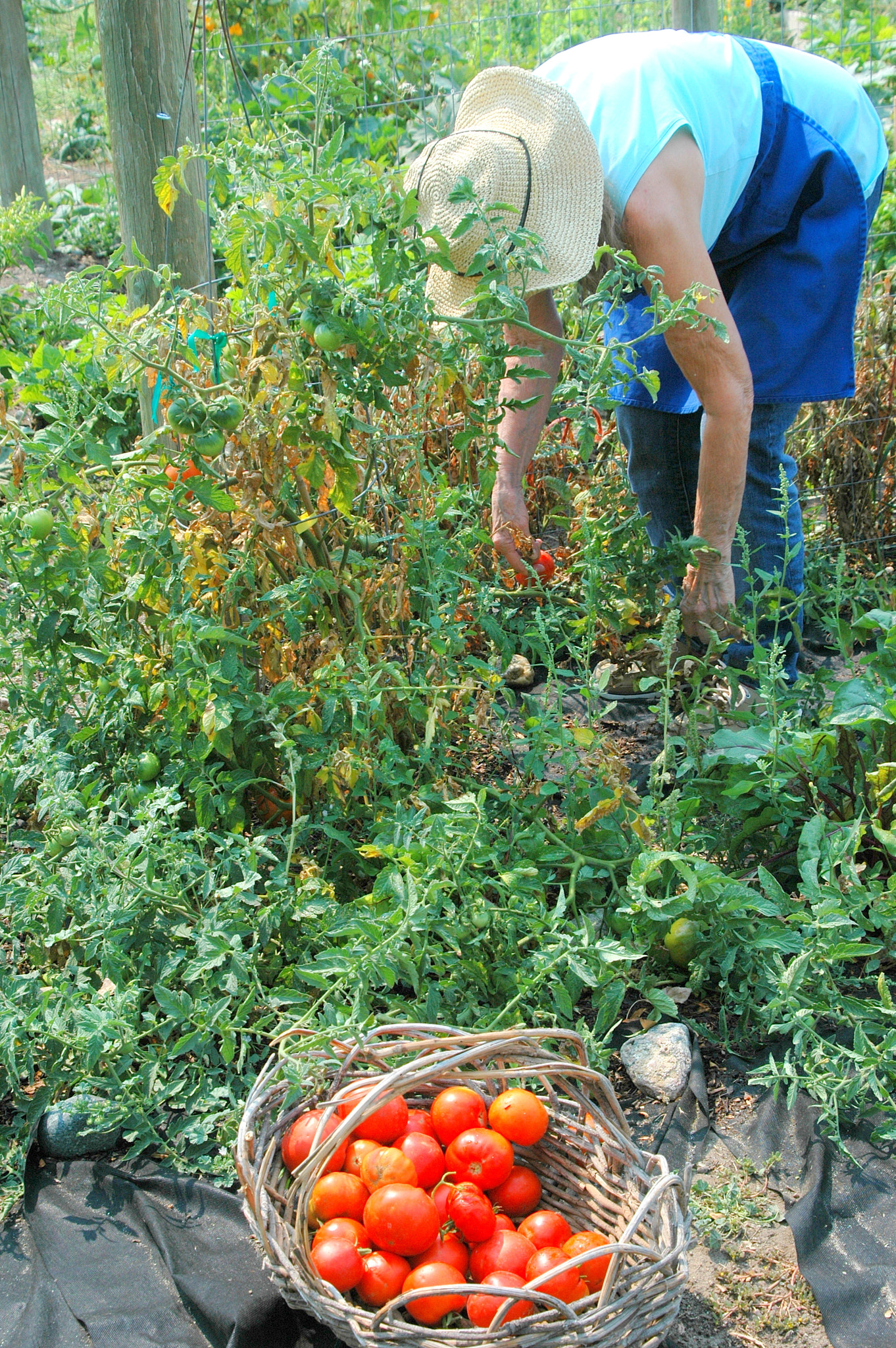 Nikon D70 sample photo. Organic tomatoes. photography