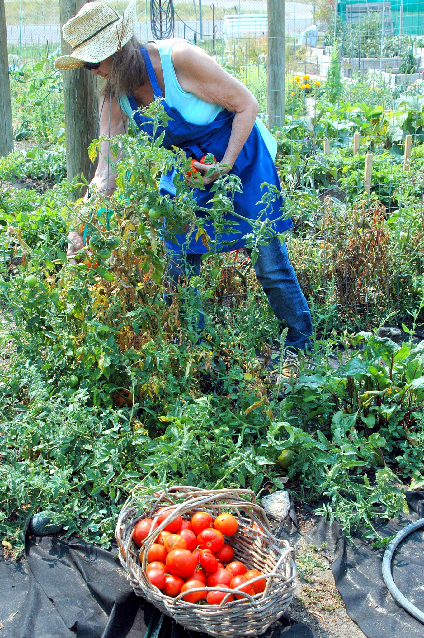 Nikon D70 sample photo. Organic tomatoes. photography