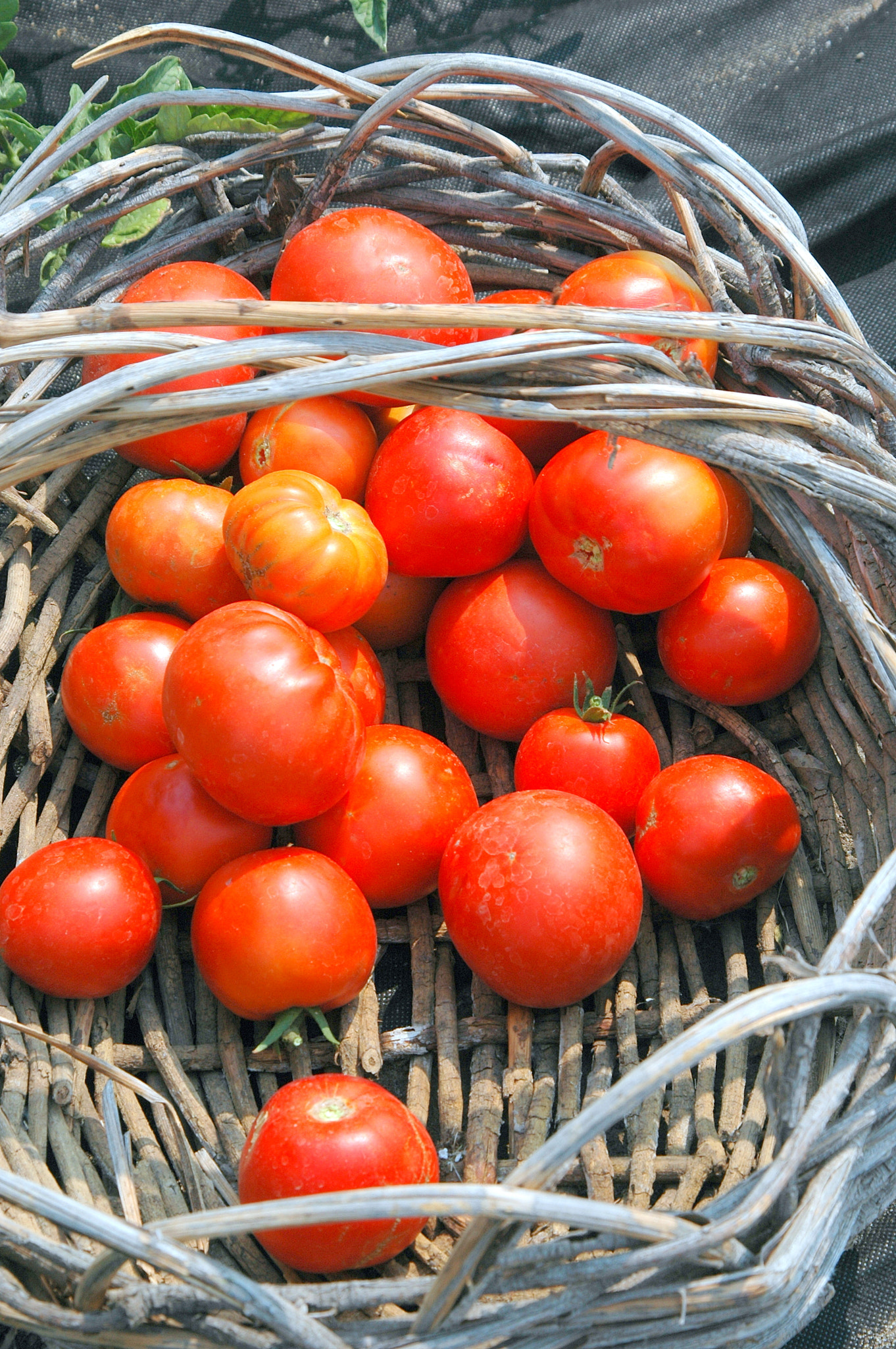 Nikon D70 sample photo. Organic tomatoes. photography