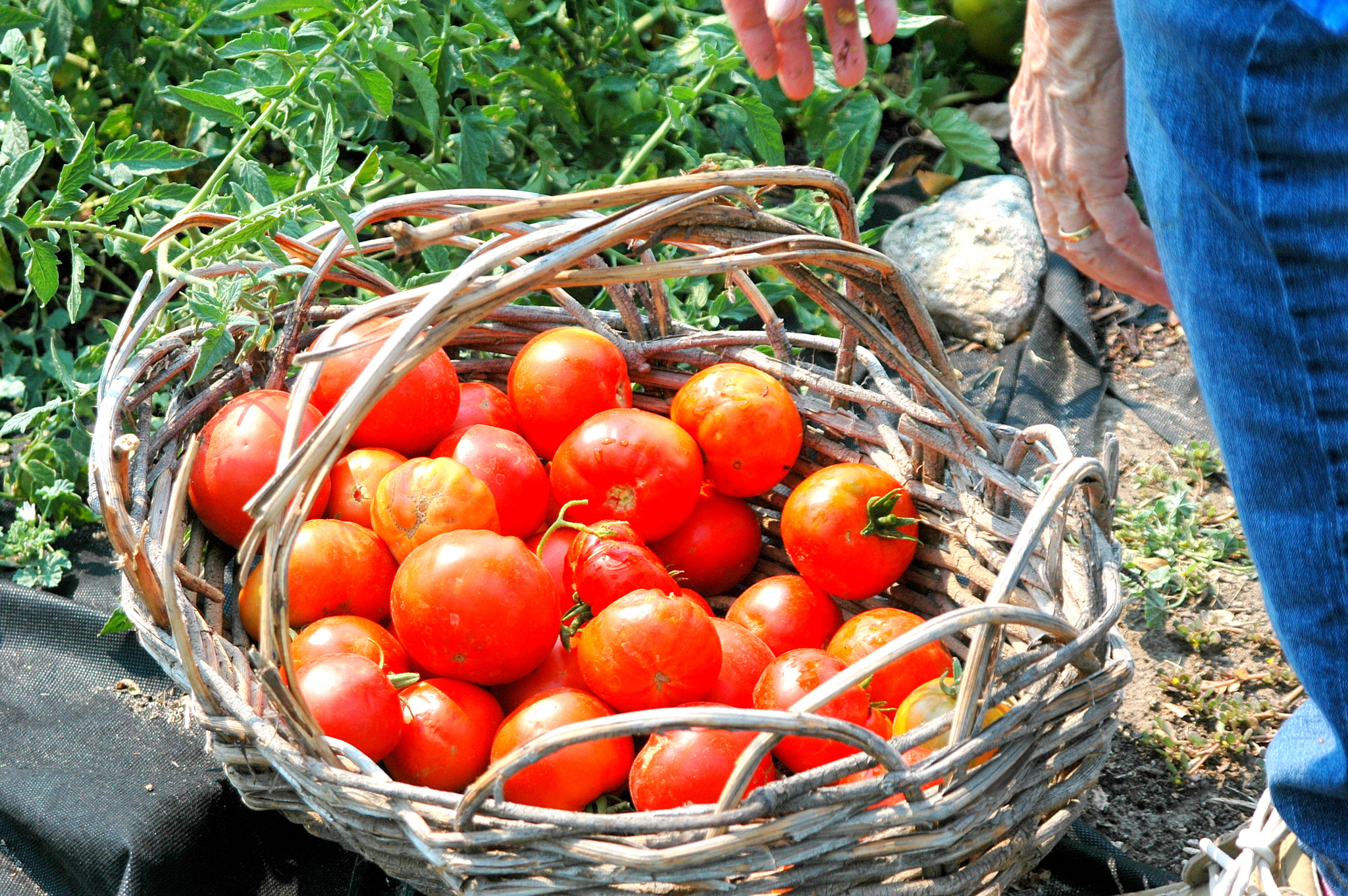 Nikon D70 sample photo. Organic tomatoes. photography
