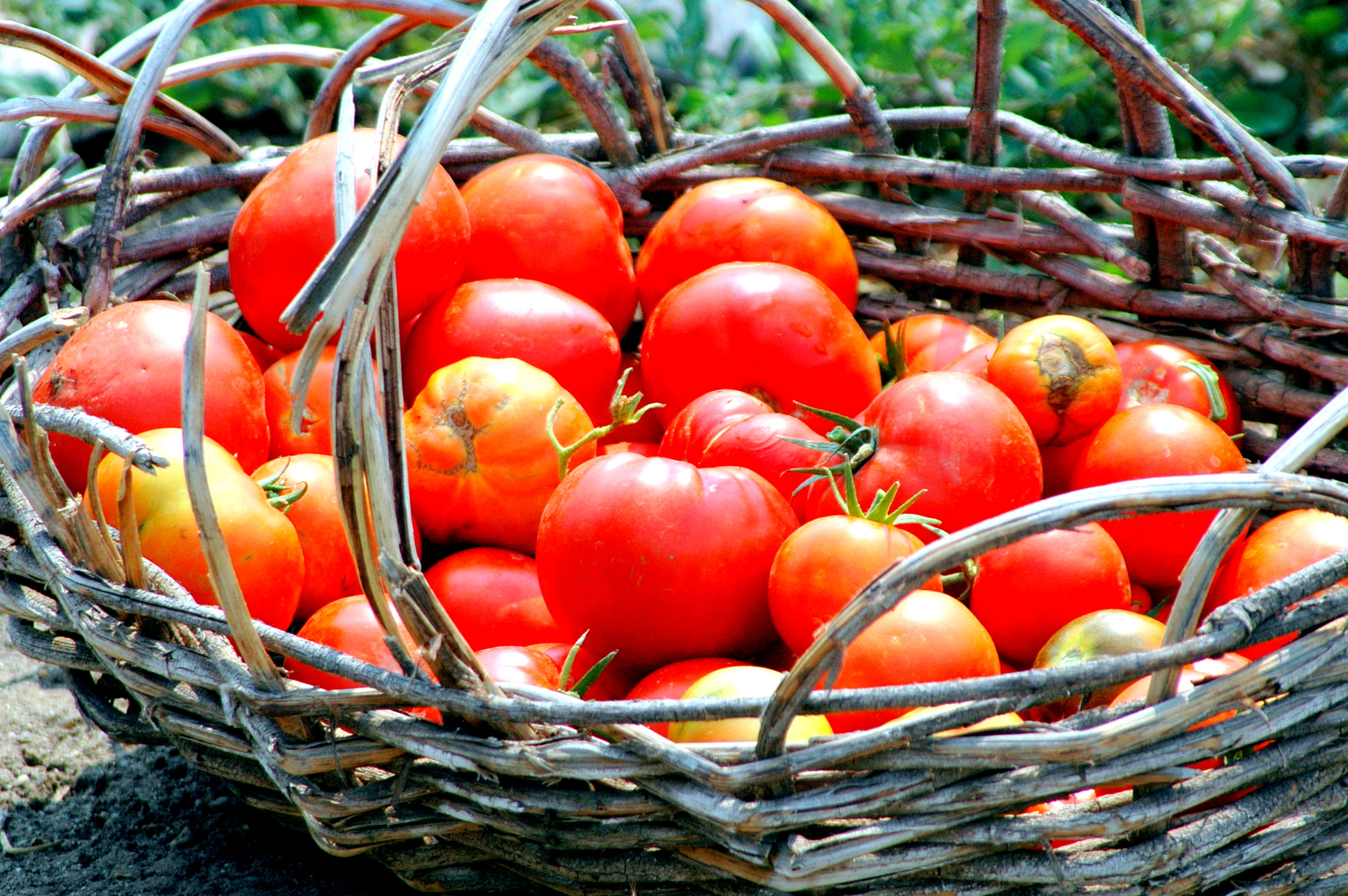 Nikon D70 + Tamron AF 28-300mm F3.5-6.3 XR Di LD Aspherical (IF) Macro sample photo. Organic tomatoes. photography