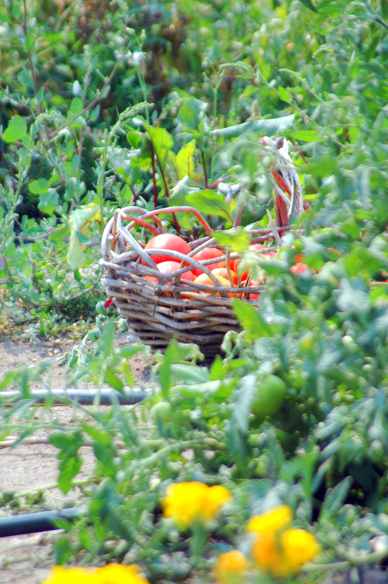 Nikon D70 sample photo. Organic tomatoes. photography
