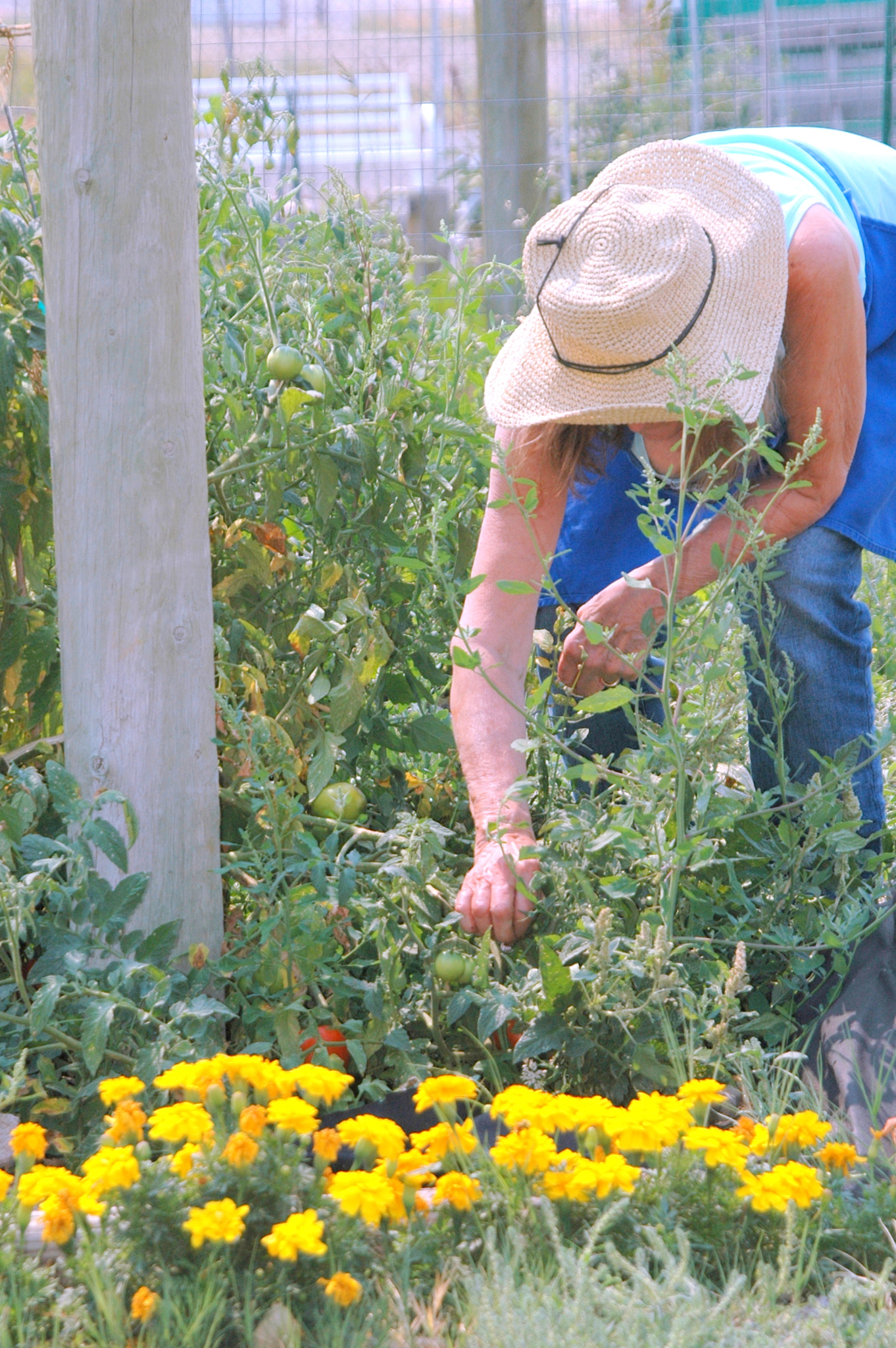 Nikon D70 sample photo. Organic tomatoes. photography