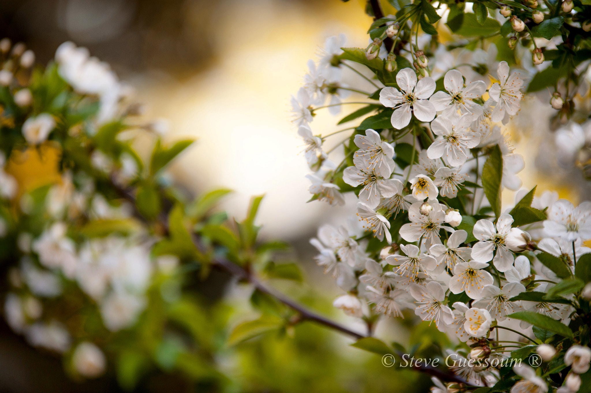 Sigma 70-200mm F2.8 EX DG OS HSM sample photo