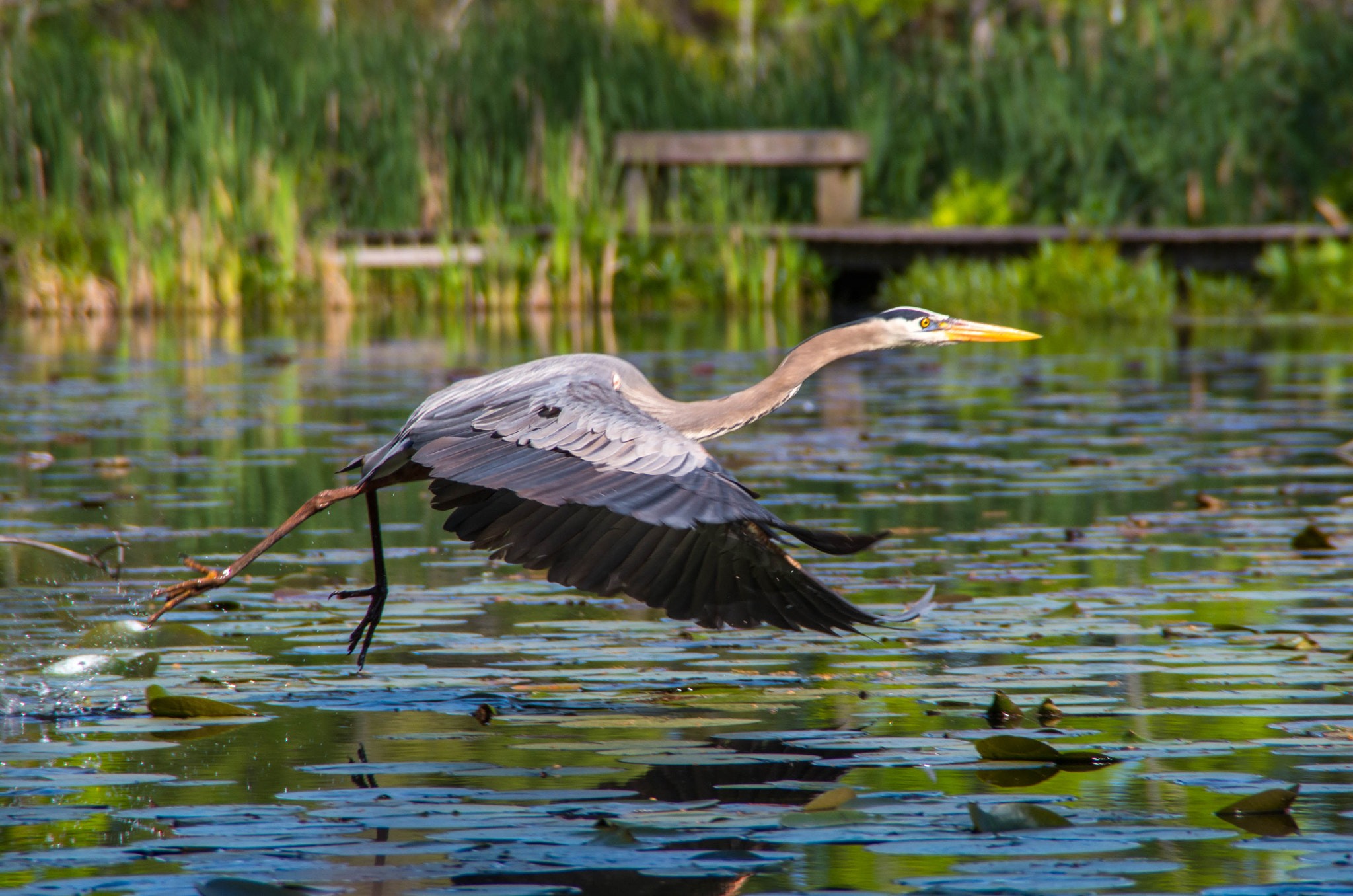 Pentax K-50 sample photo. Great blue heron flight photography