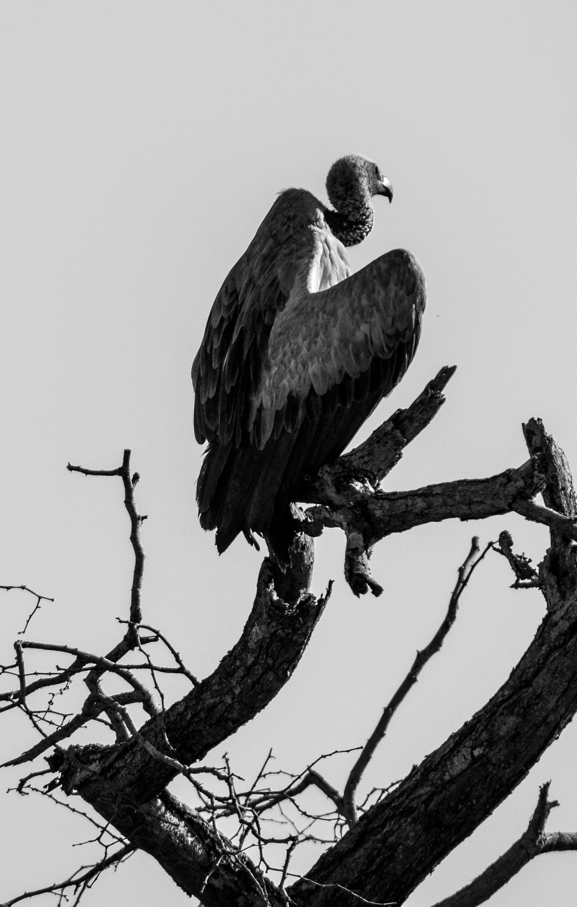 Nikon AF-S Nikkor 200-400mm F4G ED-IF VR sample photo. The patient reaper photography