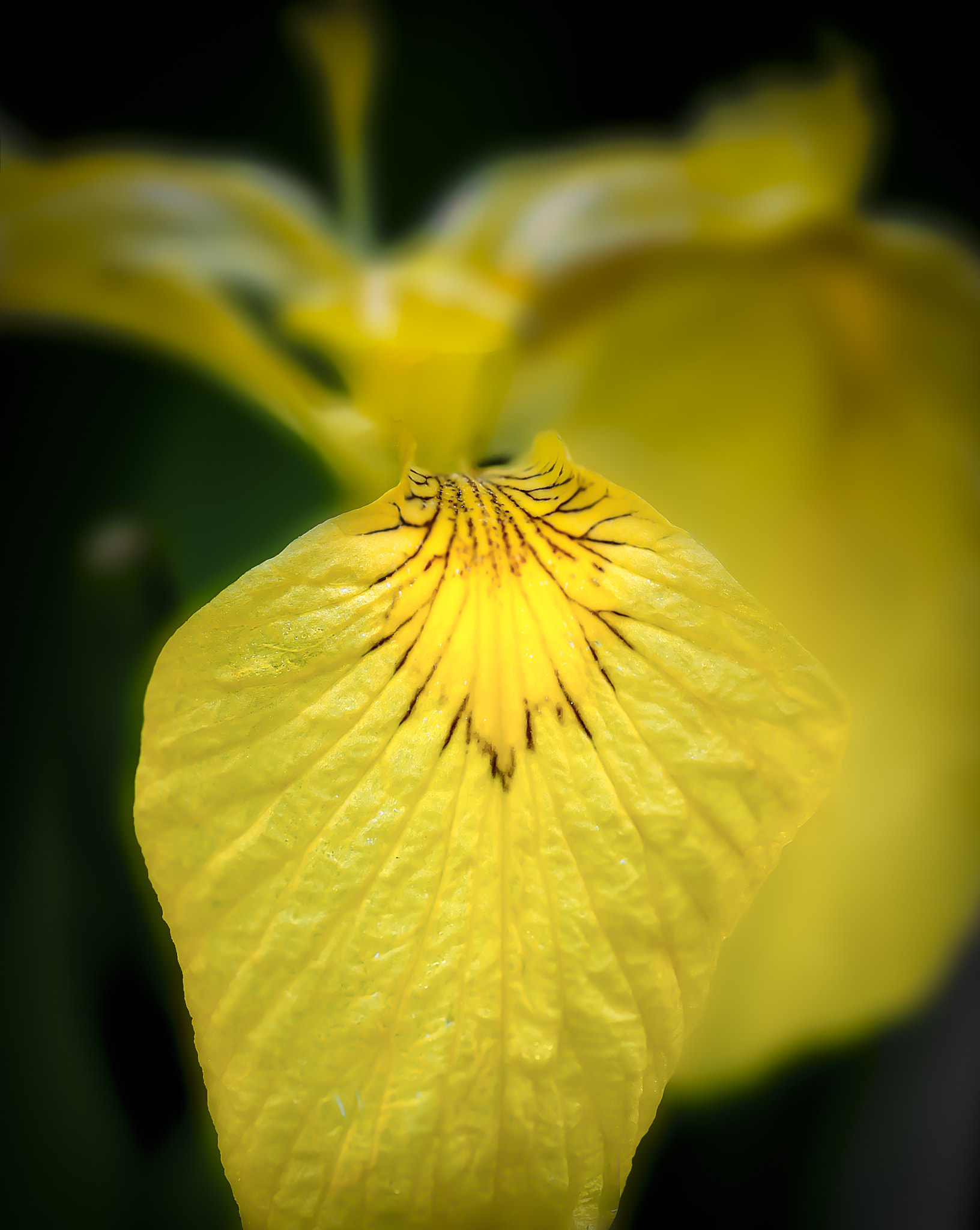 Nikon D300 + Sigma 150mm F2.8 EX DG Macro HSM sample photo. Flag photography