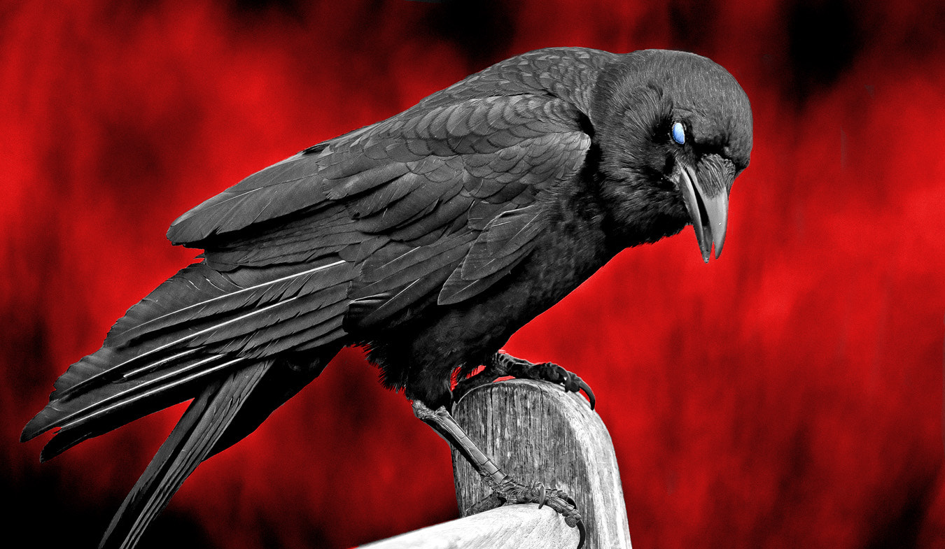 Sigma 150-600mm F5-6.3 DG OS HSM | C sample photo. The crow photography